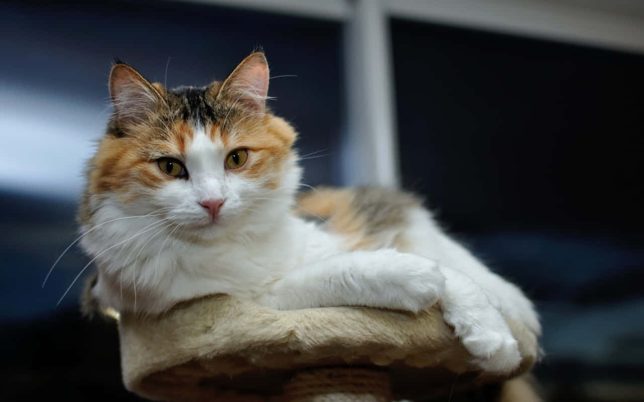 Cymric, calico cat, amber eyes, HD Desktop Wallpaper