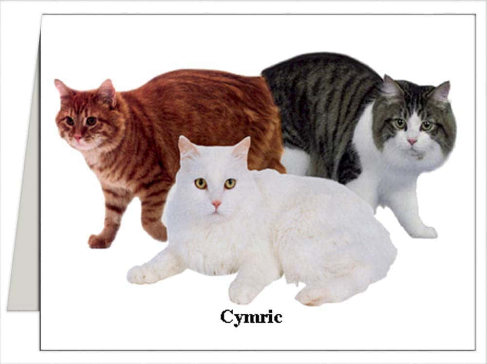 Cymric, tabby and white coats, fluffy Cymric cats, SD Desktop Wallpaper