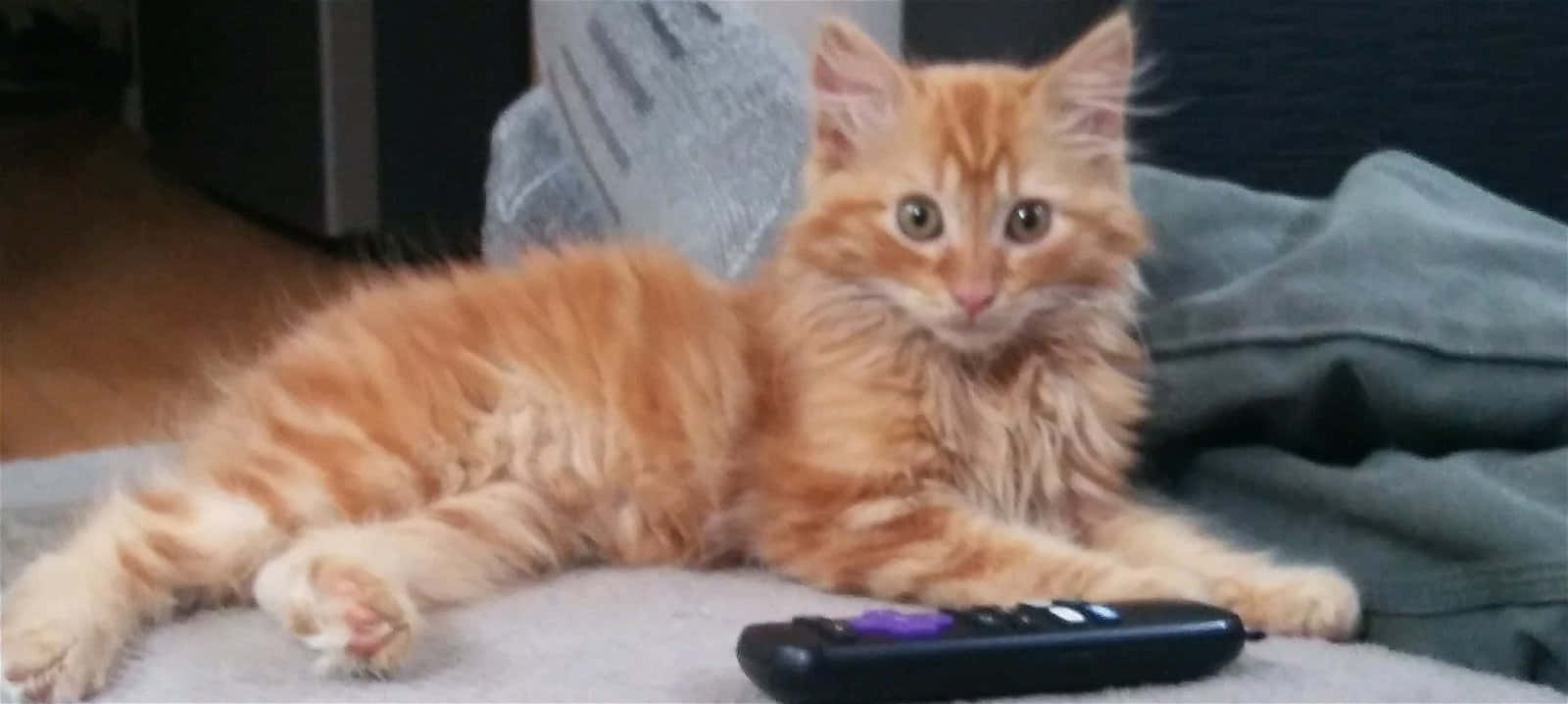 Cymric, fluffy orange tabby kitten, gray blanket, HD Desktop Wallpaper