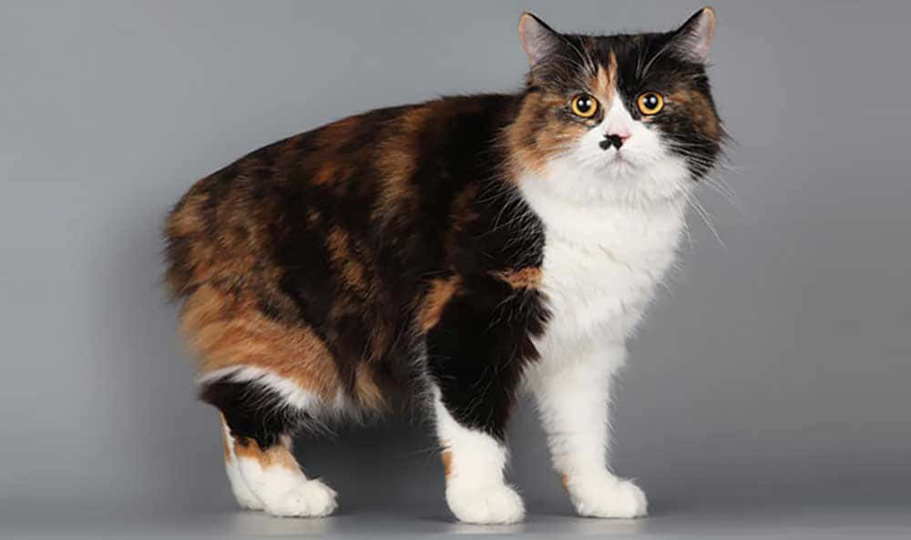 Cymric, calico cat, fluffy fur, SD Desktop Wallpaper