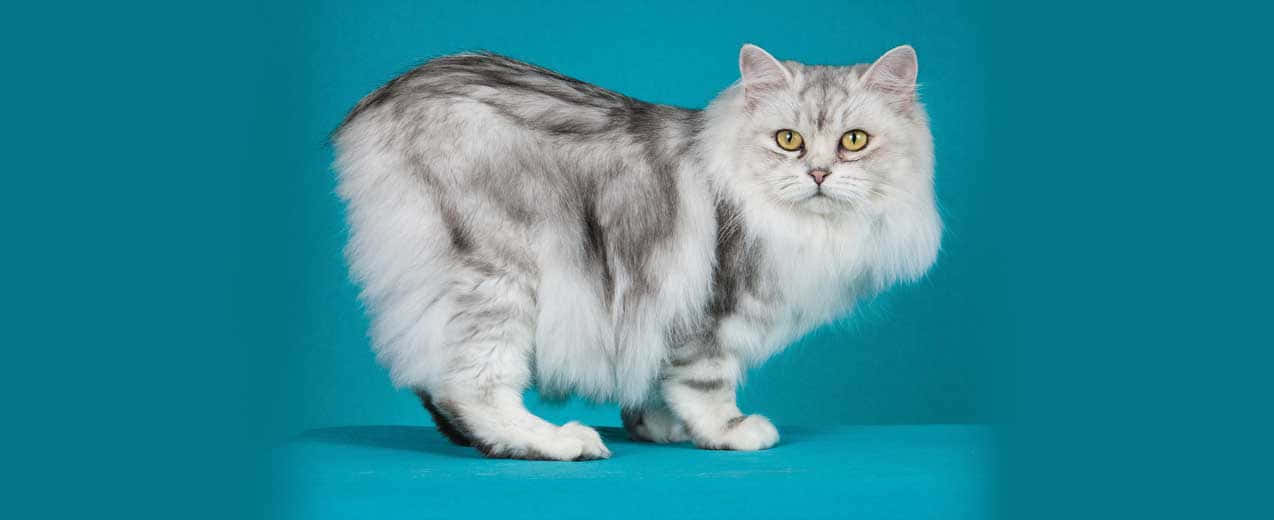 Cymric, silver tabby, yellow eyes, SD Desktop Wallpaper