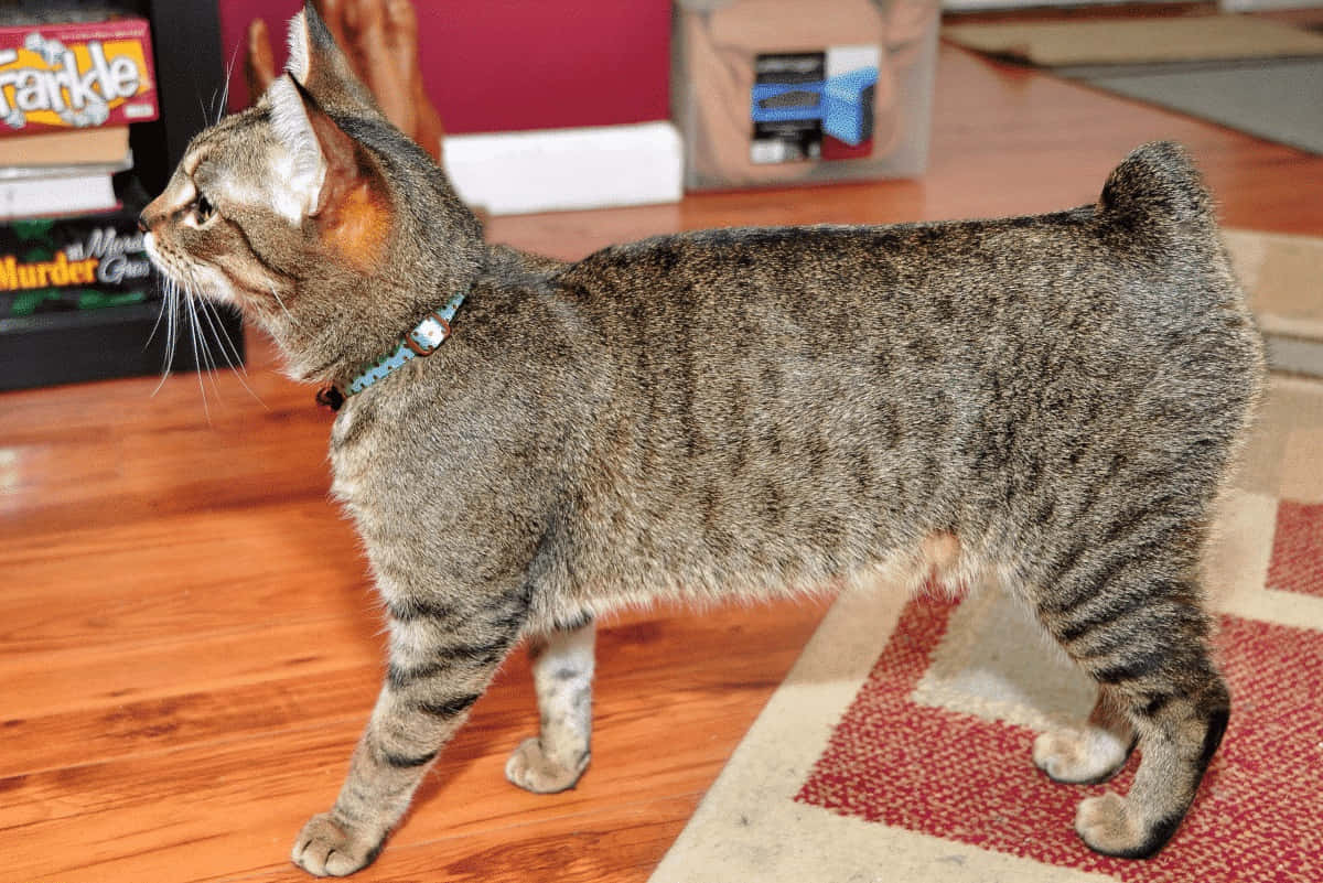 Cymric, tabby cat, short tail, SD Desktop Wallpaper