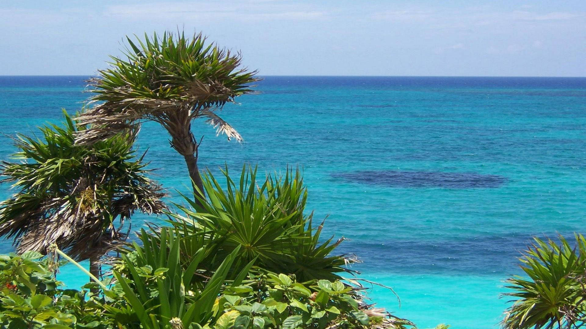 Cyprus, turquoise ocean, lush green palm fronds, Full HD Desktop Wallpaper