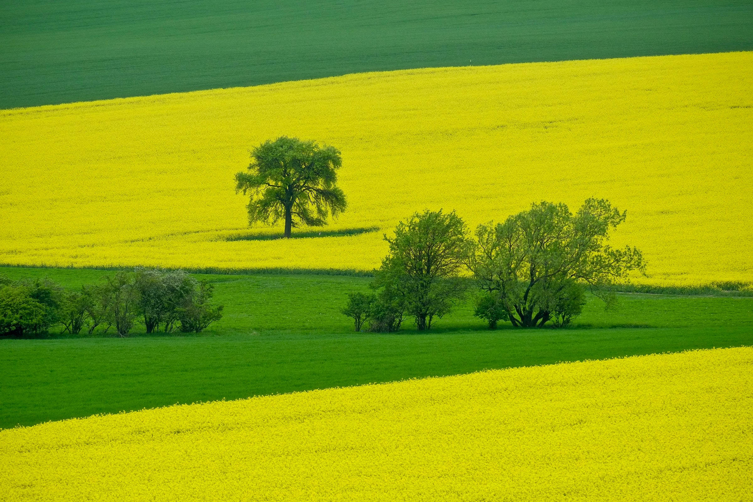 grain fields, Czech Republic, rapeseed field, Full HD Desktop Wallpaper