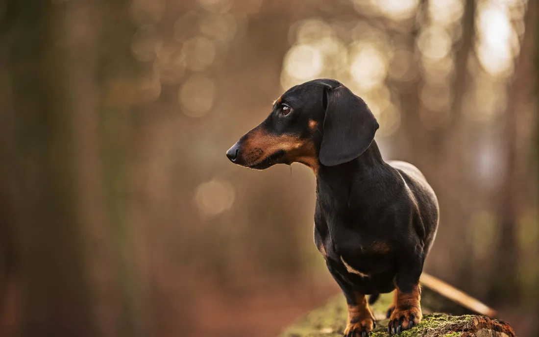 Dachshund Wallpapers