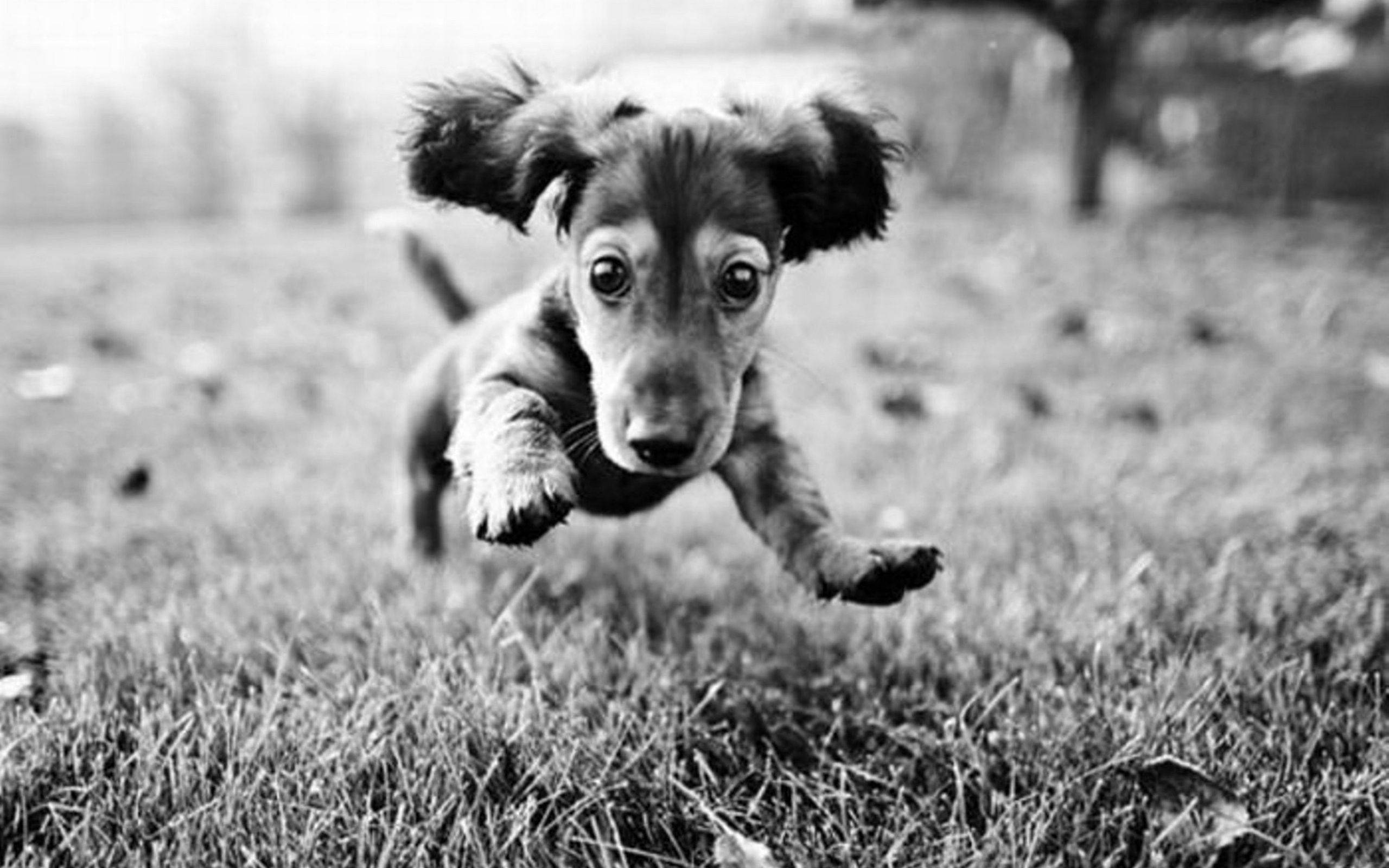 baby dachshund, black and white dog, grassy field, 2K Desktop Wallpaper