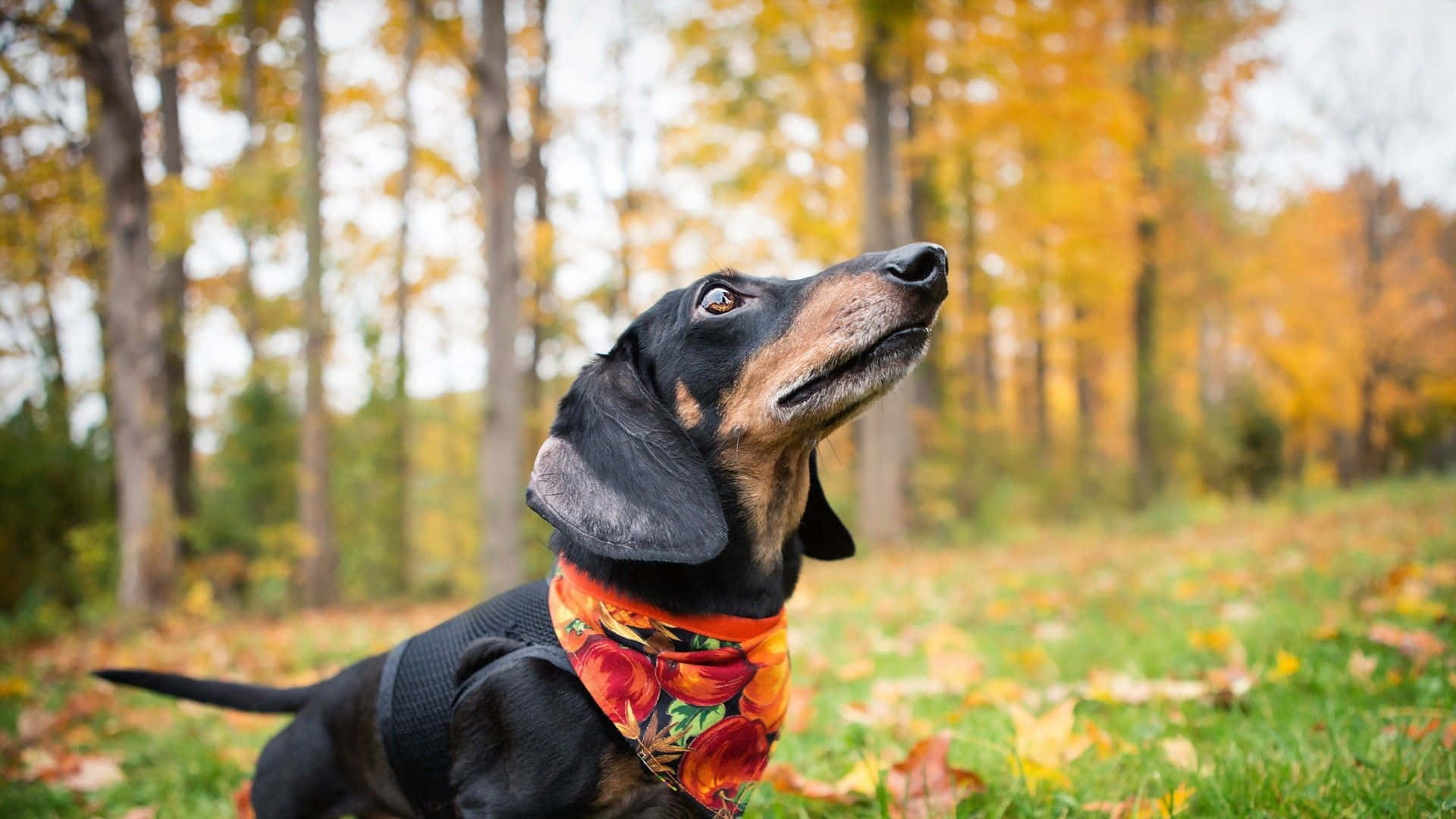 dachshund, black and tan, floral bandana, Full HD Desktop Wallpaper