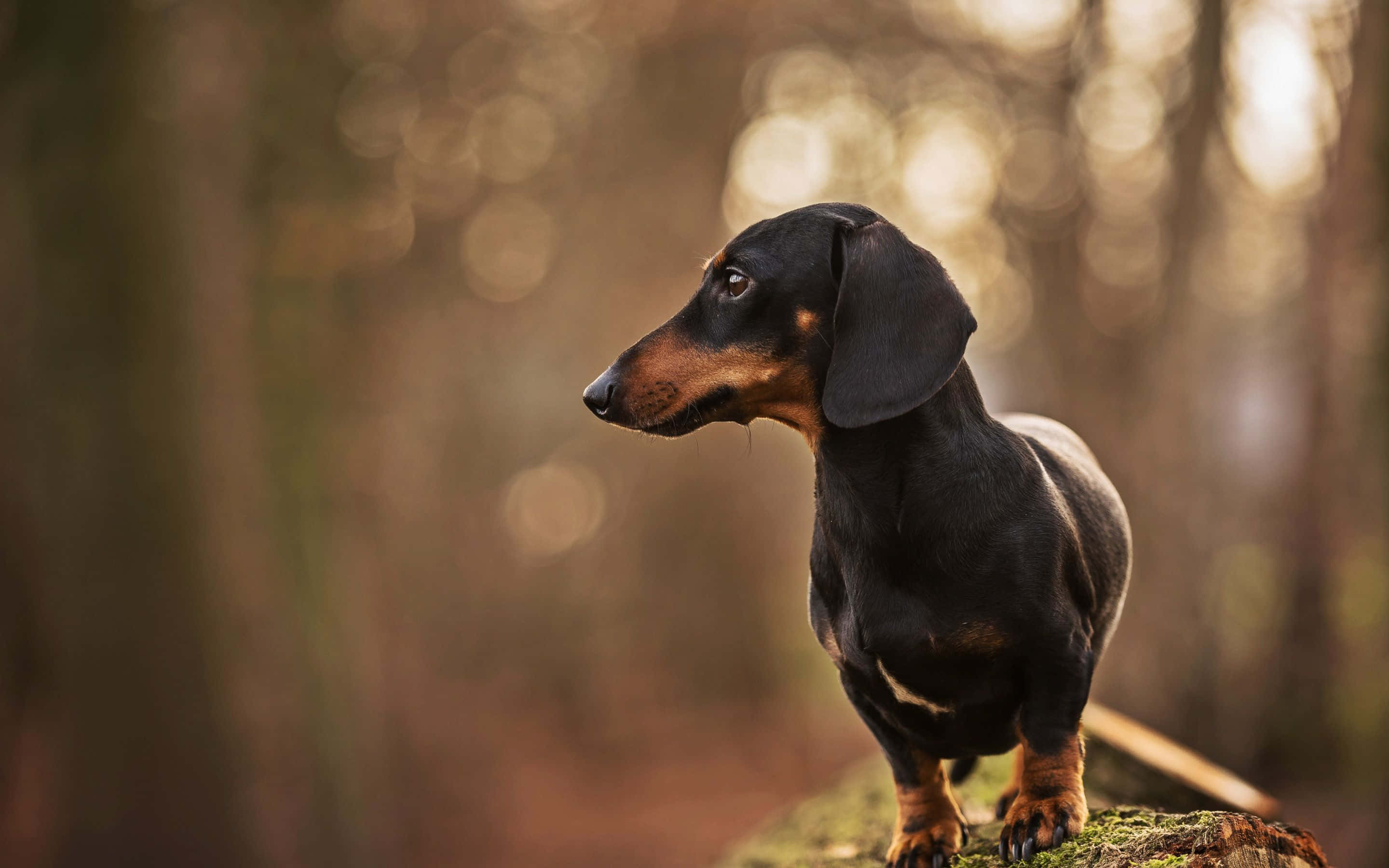 dachshund, black and tan, mossy log, 2K Desktop Wallpaper