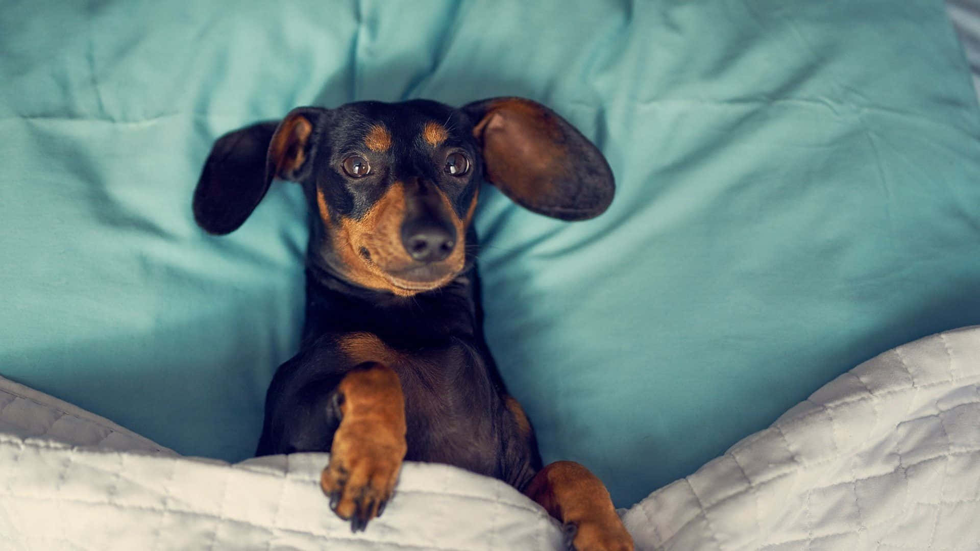 dachshund, black and tan, teal blanket, Full HD Desktop Wallpaper