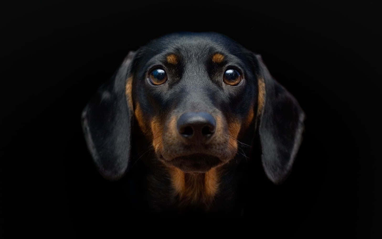 dachshund, black, tan, HD Desktop Wallpaper