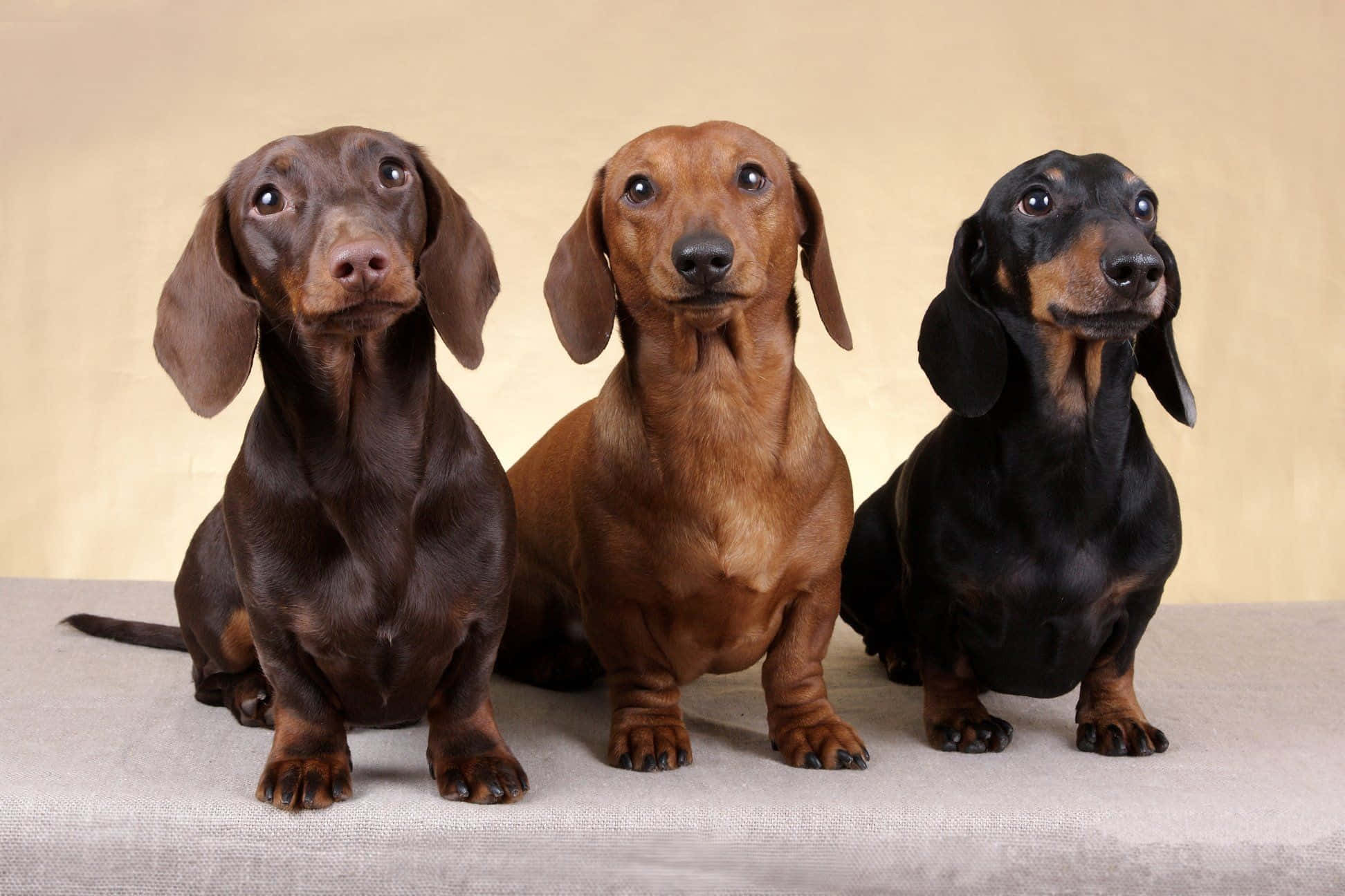 dachshund, chocolate red, black, Full HD Desktop Wallpaper