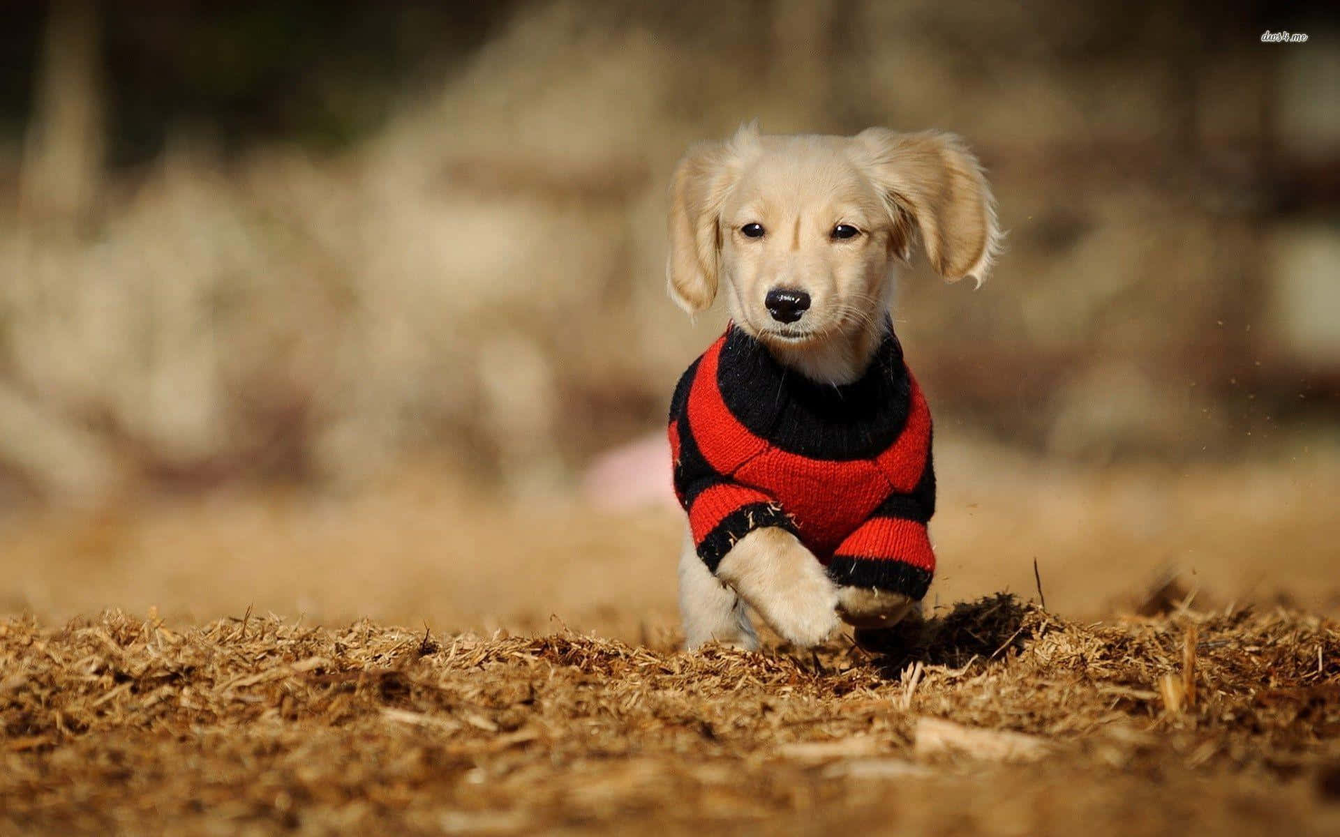 dachshund, fluffy golden puppy, red and black striped sweater, Full HD Desktop Wallpaper