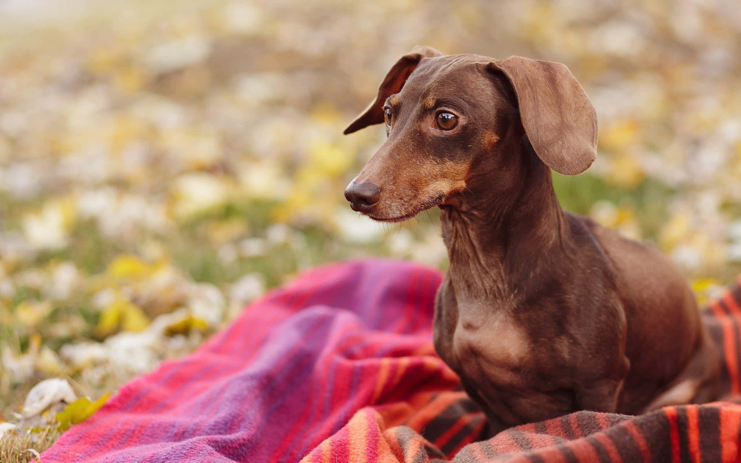 dachshund, brown dachshund, colorful plaid blanket, 2K Desktop Wallpaper