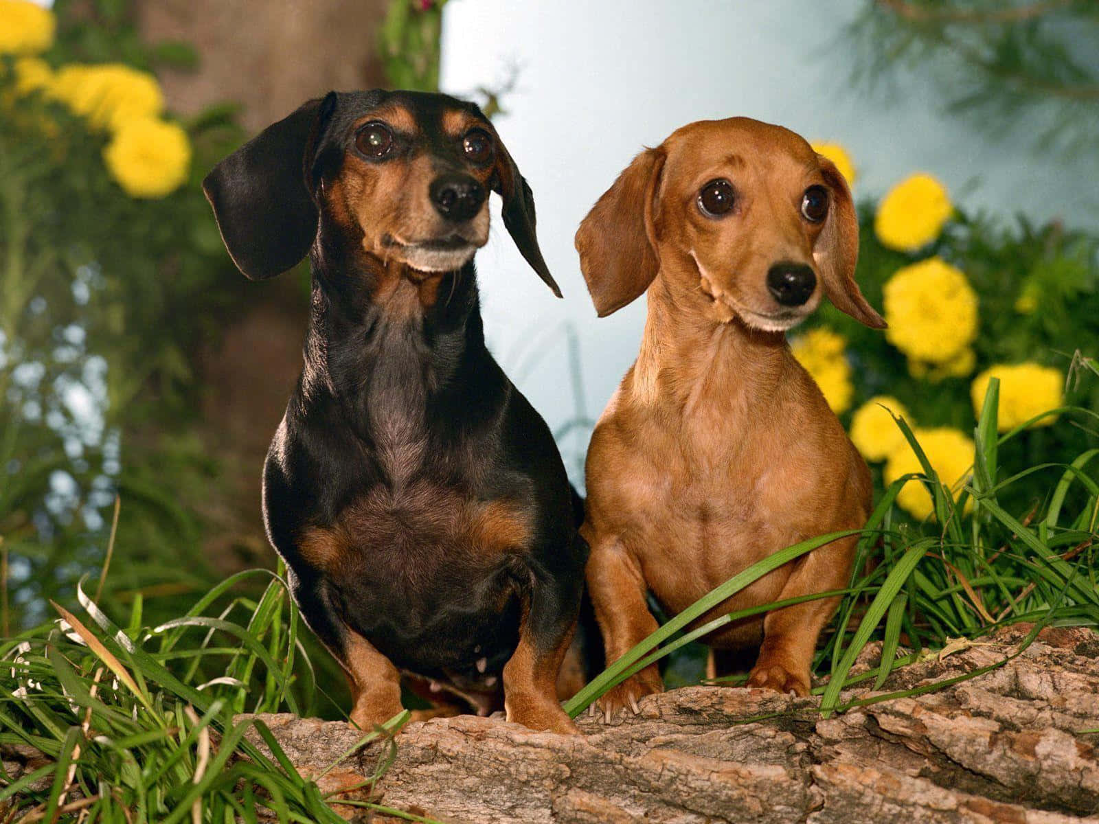 dachshund, black tan, tan, HD Desktop Wallpaper