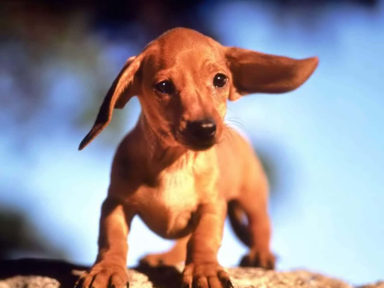 Dachshund, brown, one ear flopped forward, HD Desktop Wallpaper
