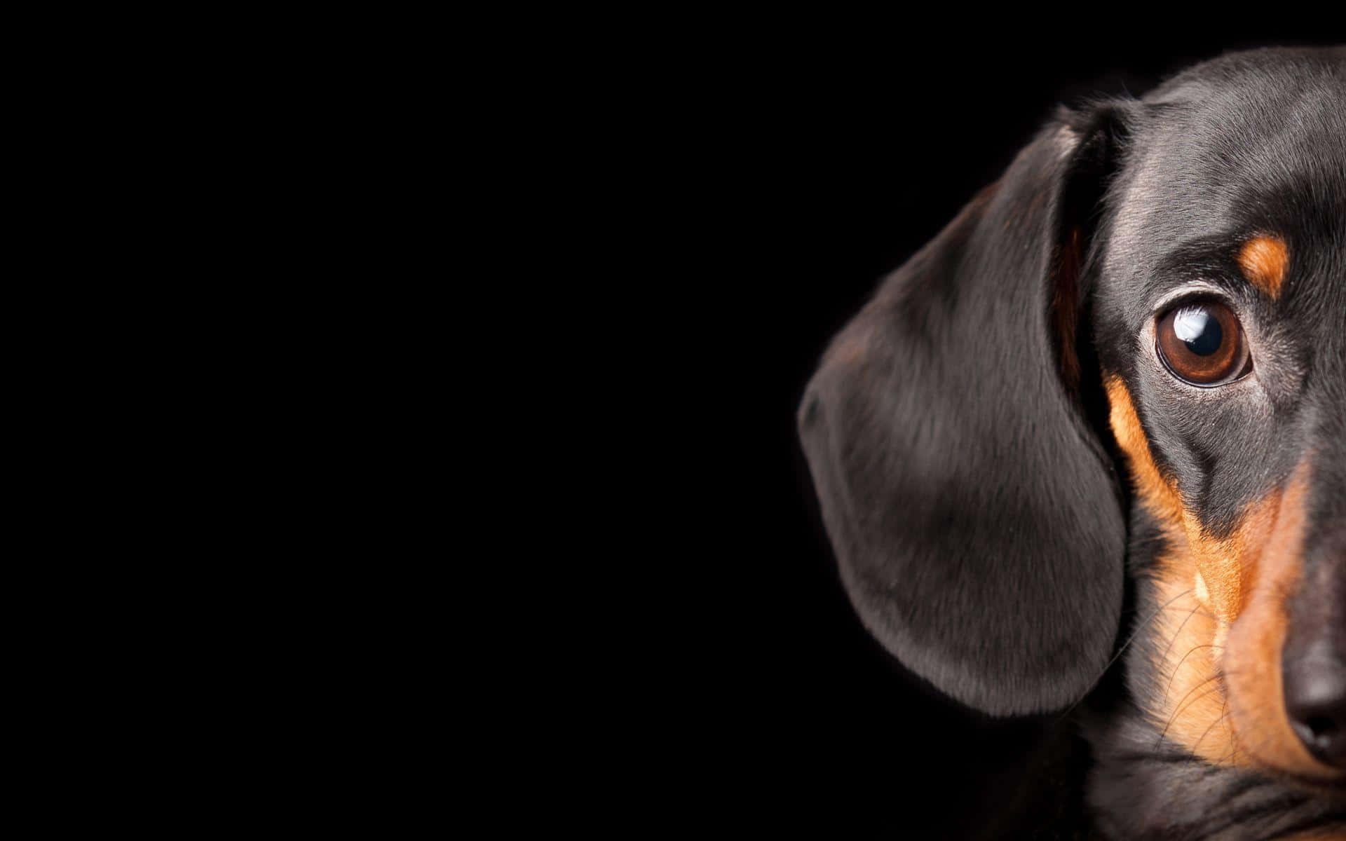 dachshund, brown eyes, tan markings, Full HD Desktop Wallpaper