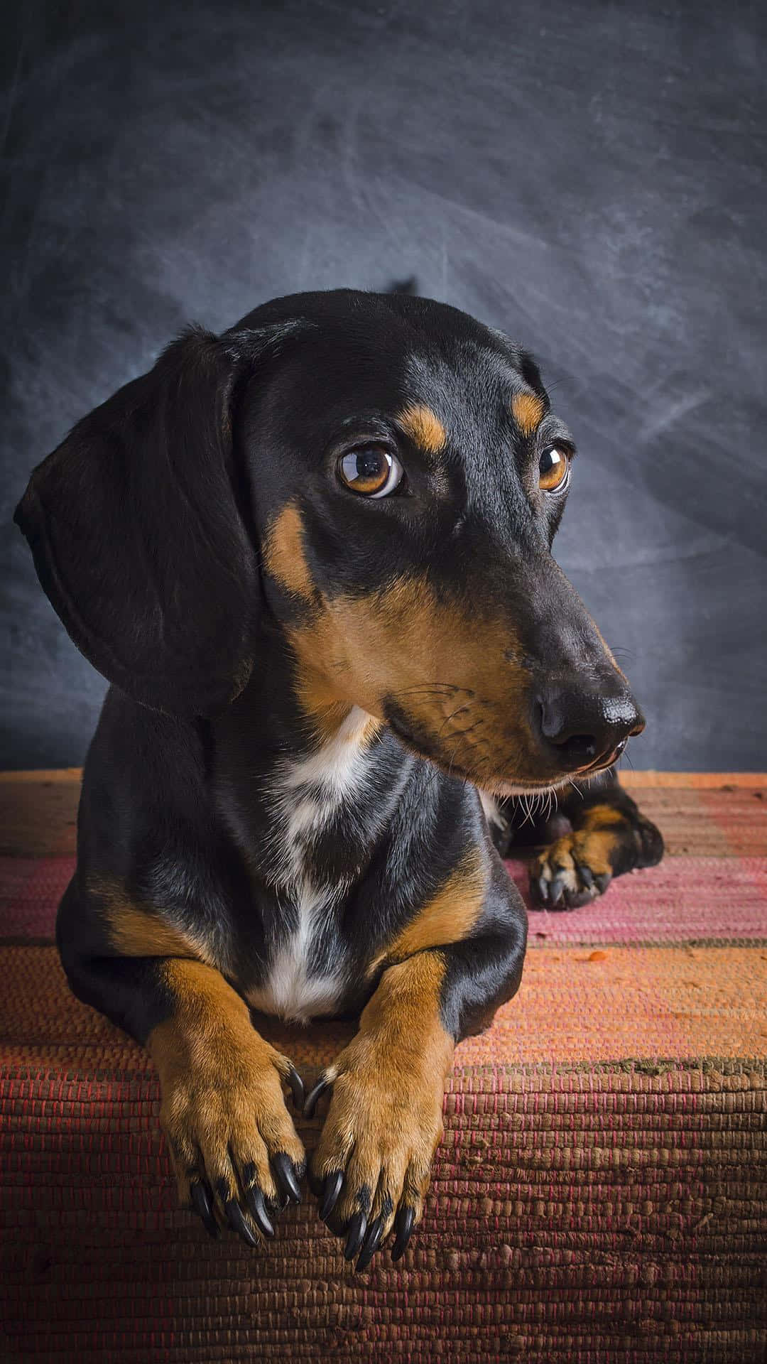 dachshund, black and tan, large expressive eyes, Full HD Phone Wallpaper