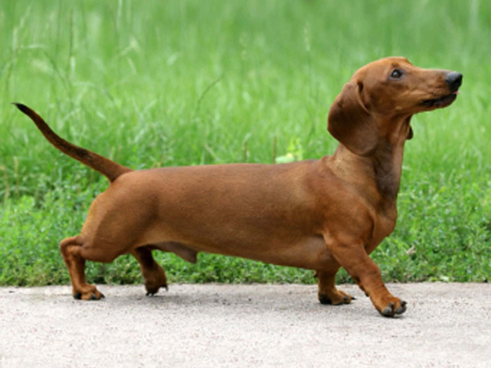 dachshund, reddish-brown, gravel path, HD Desktop Wallpaper