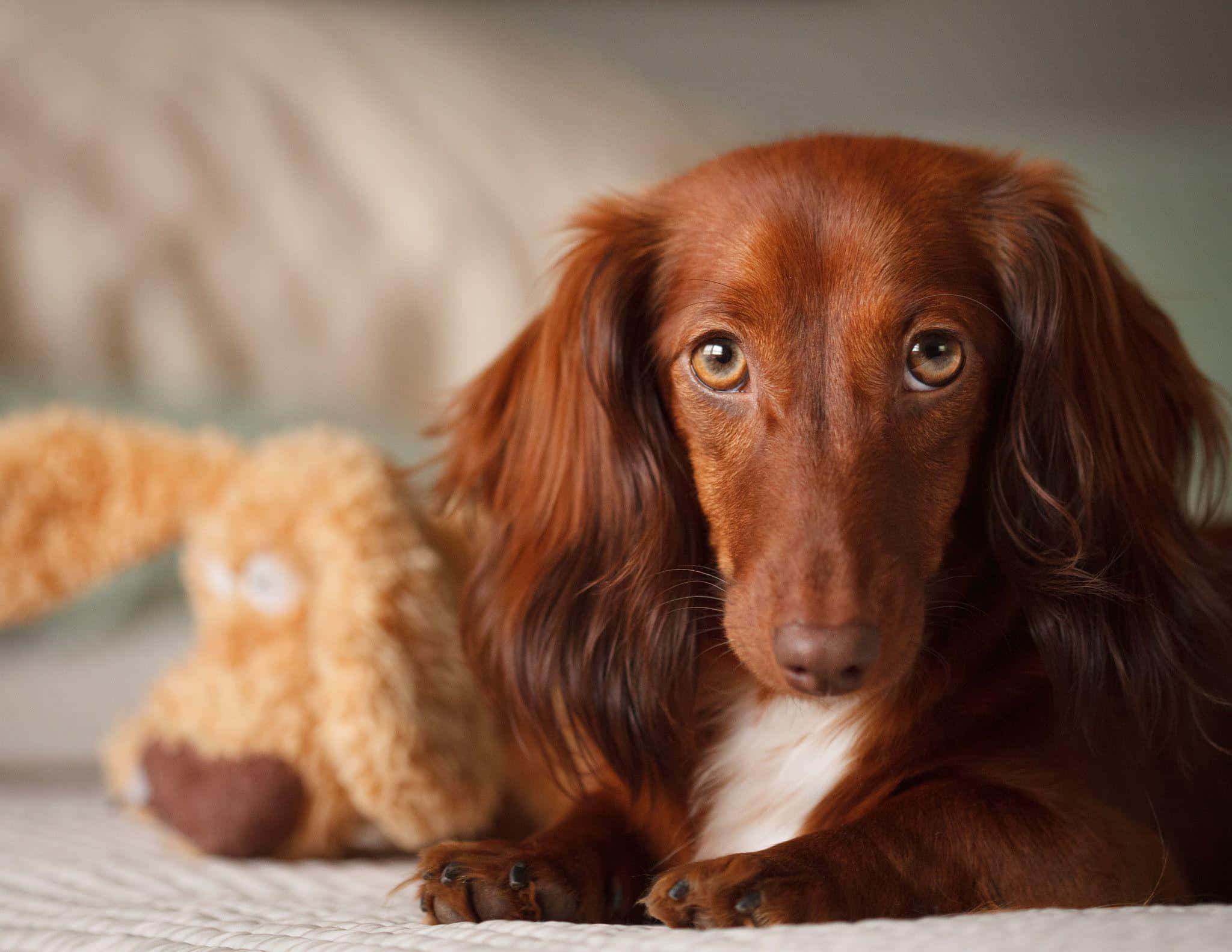 dachshund, long-haired red dachshund, soulful eyes, Full HD Desktop Wallpaper
