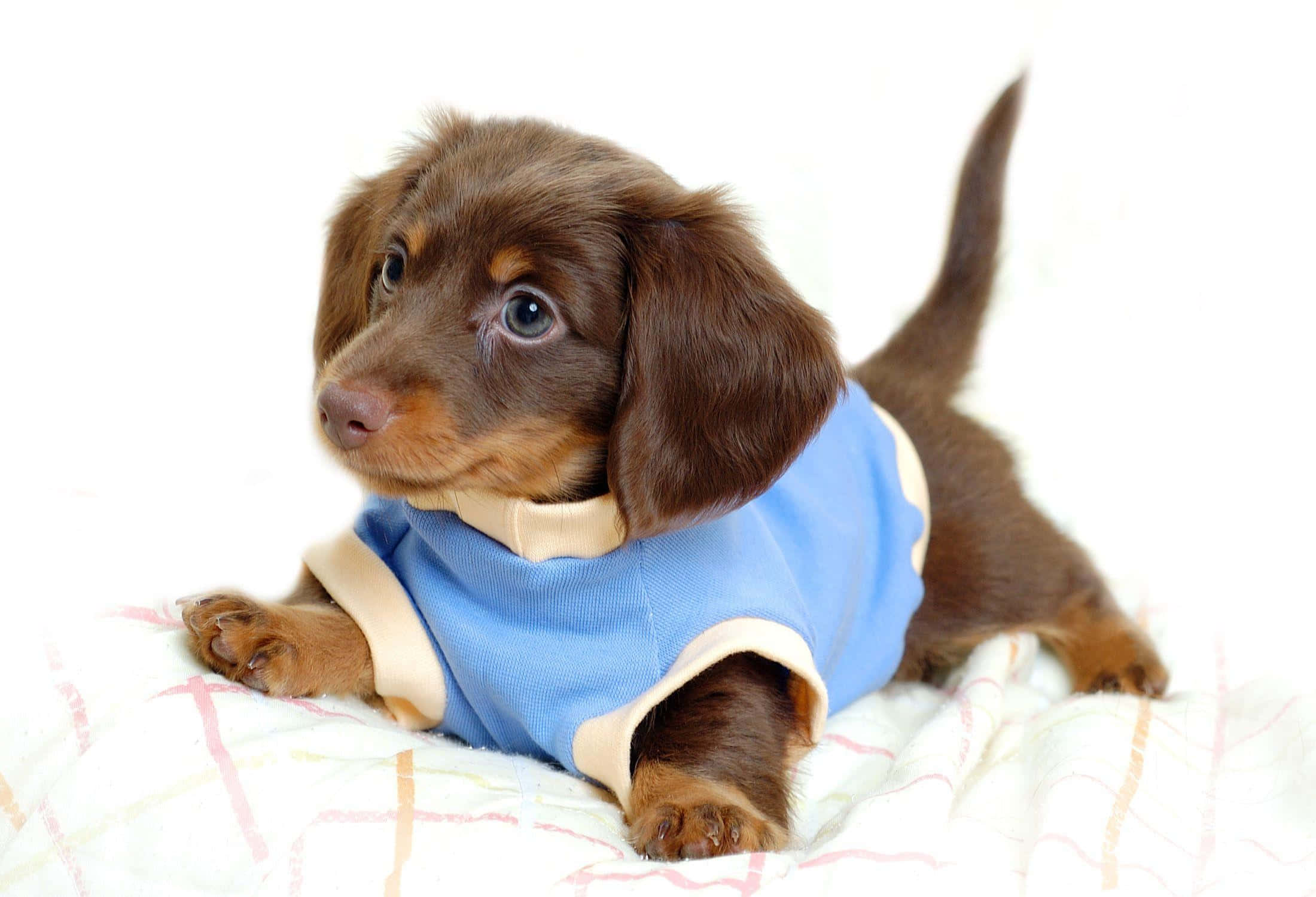 dachshund, blue sweater, brown dachshund puppy, Full HD Desktop Wallpaper