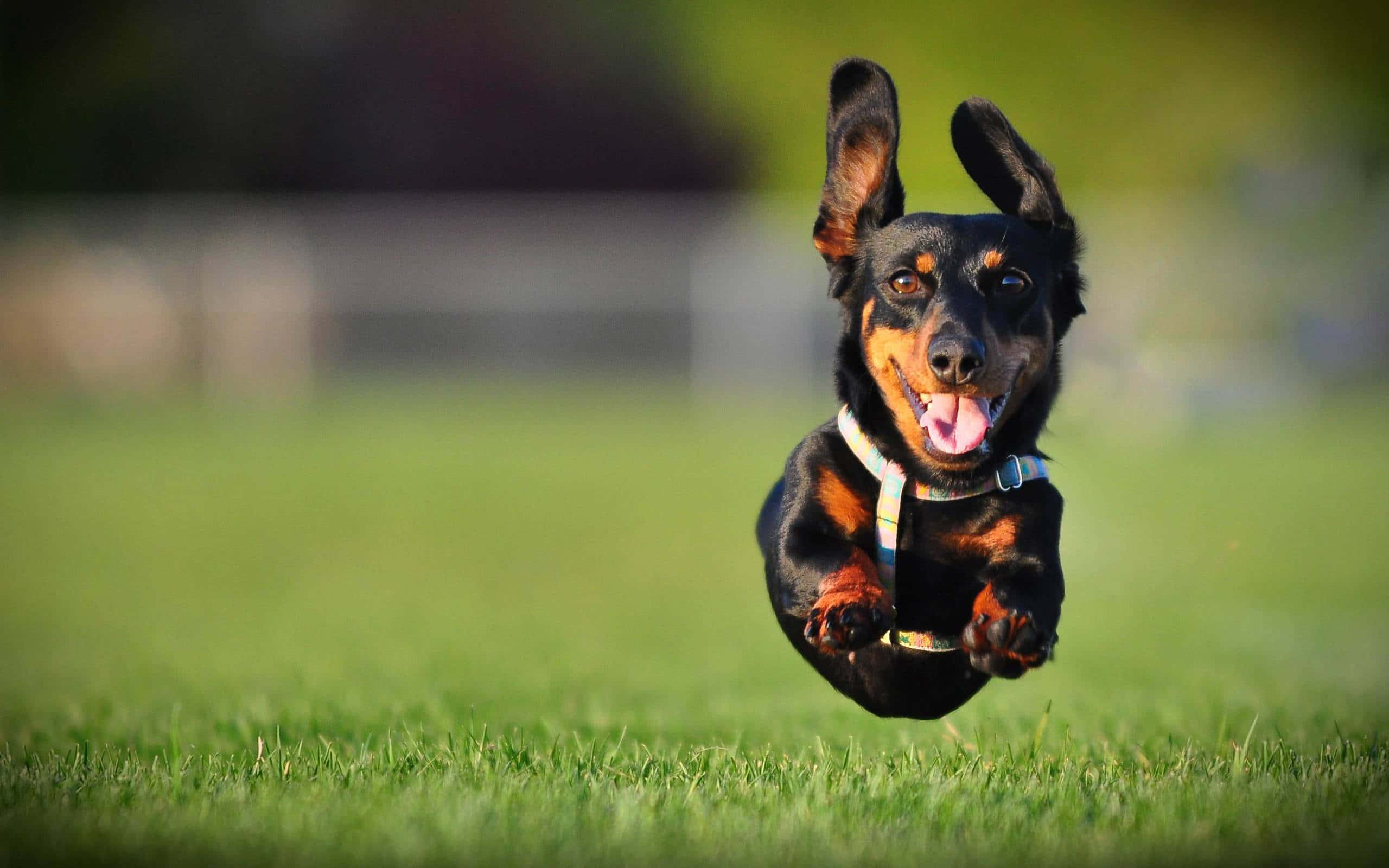 Dachshund, black and tan, leaps midair, 2K Desktop Wallpaper
