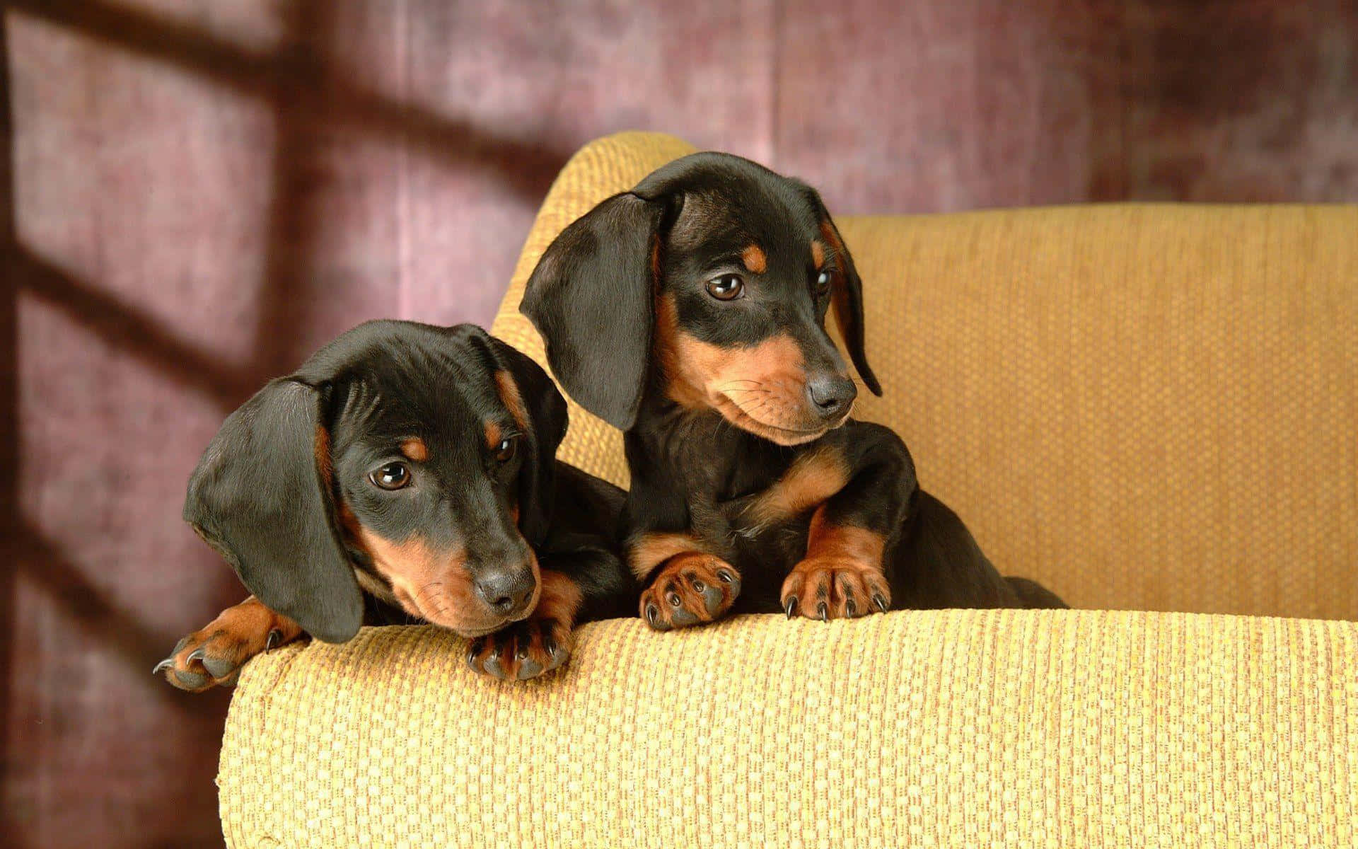 dachshund, black and tan, textured yellow couch, Full HD Desktop Wallpaper