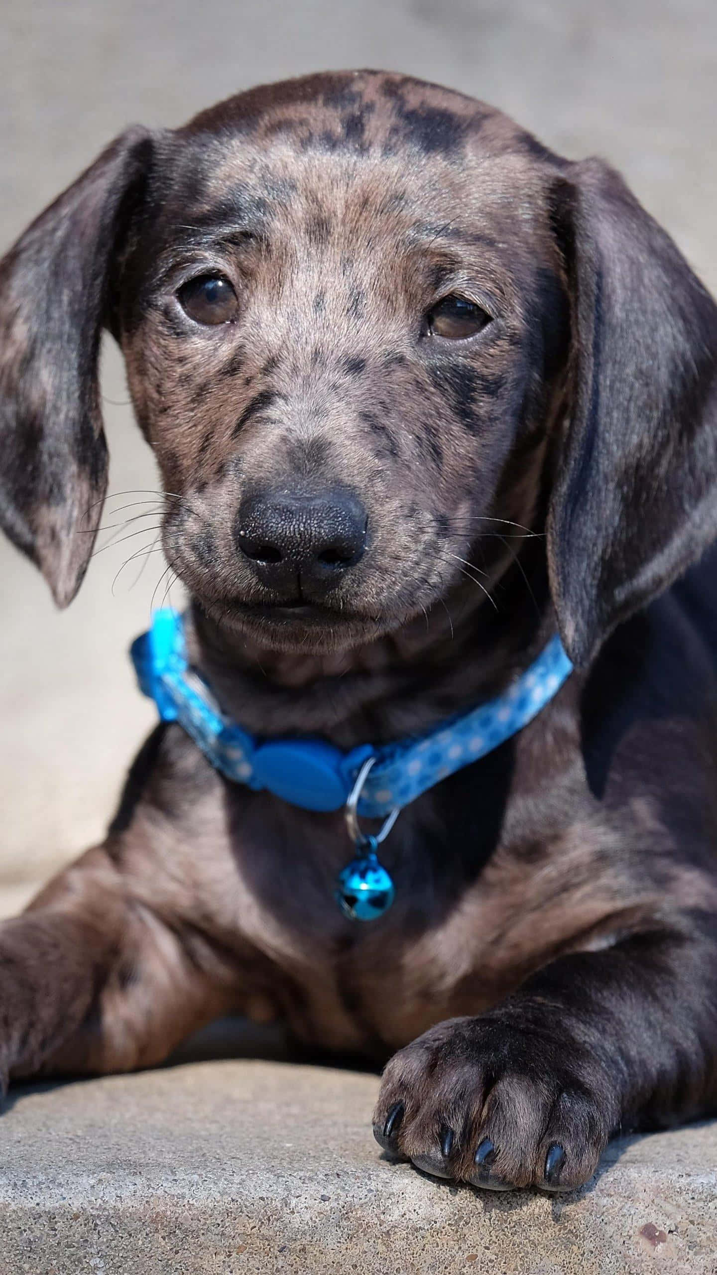 brindle dachshund, big soulful eyes, bright blue collar, 2K Phone Wallpaper