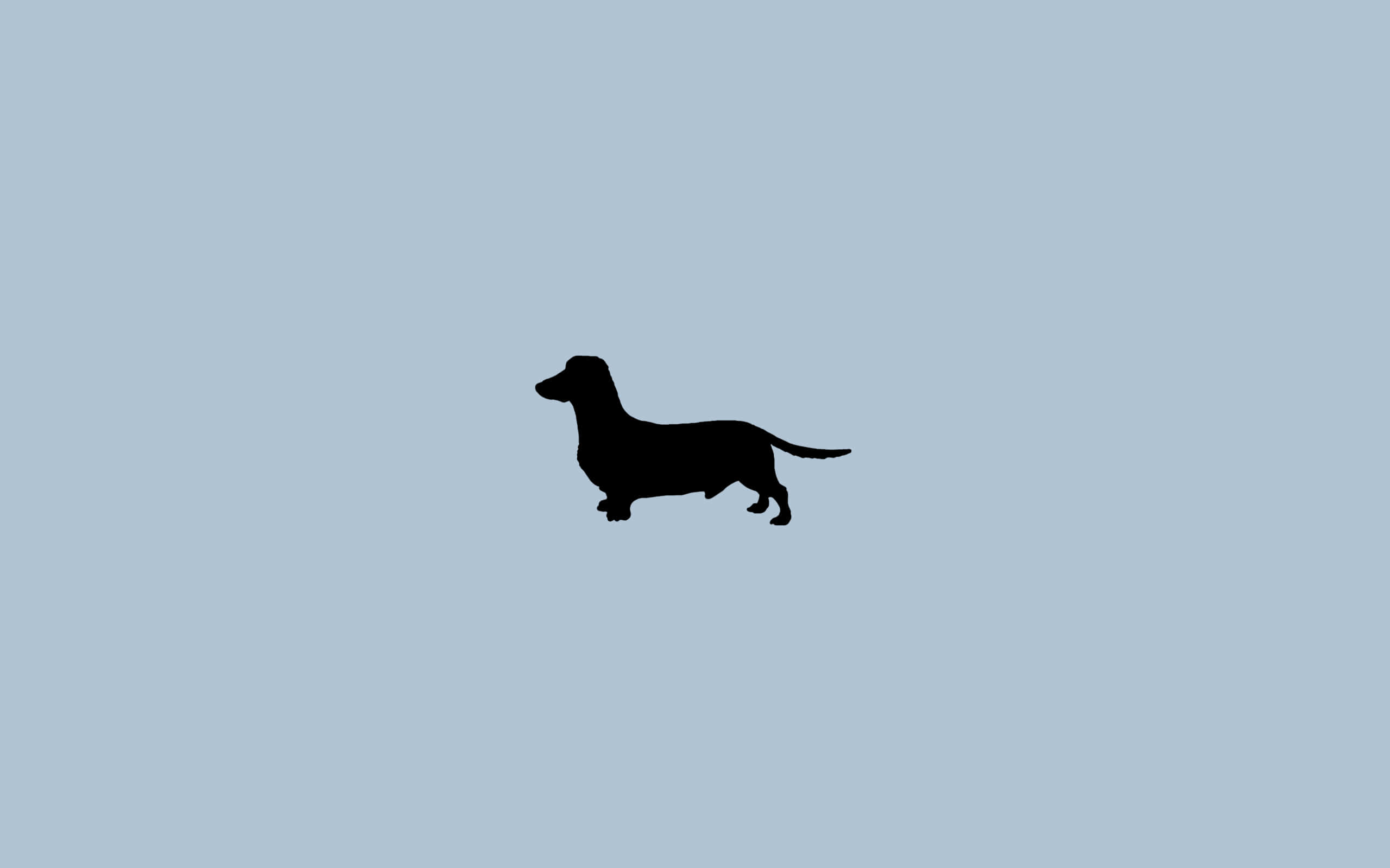 dachshund, beach time, light blue background, 2K Desktop Wallpaper