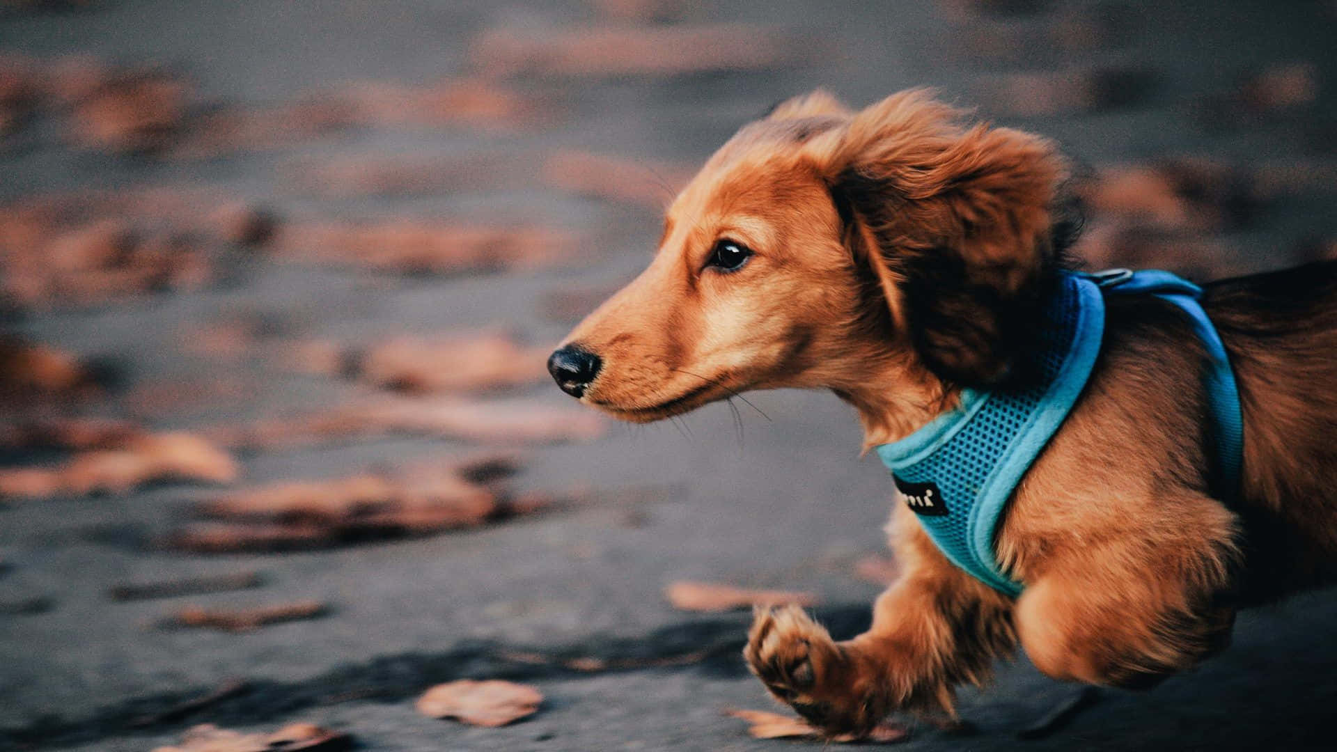 golden dachshund, blue harness, autumn leaves, Full HD Desktop Wallpaper