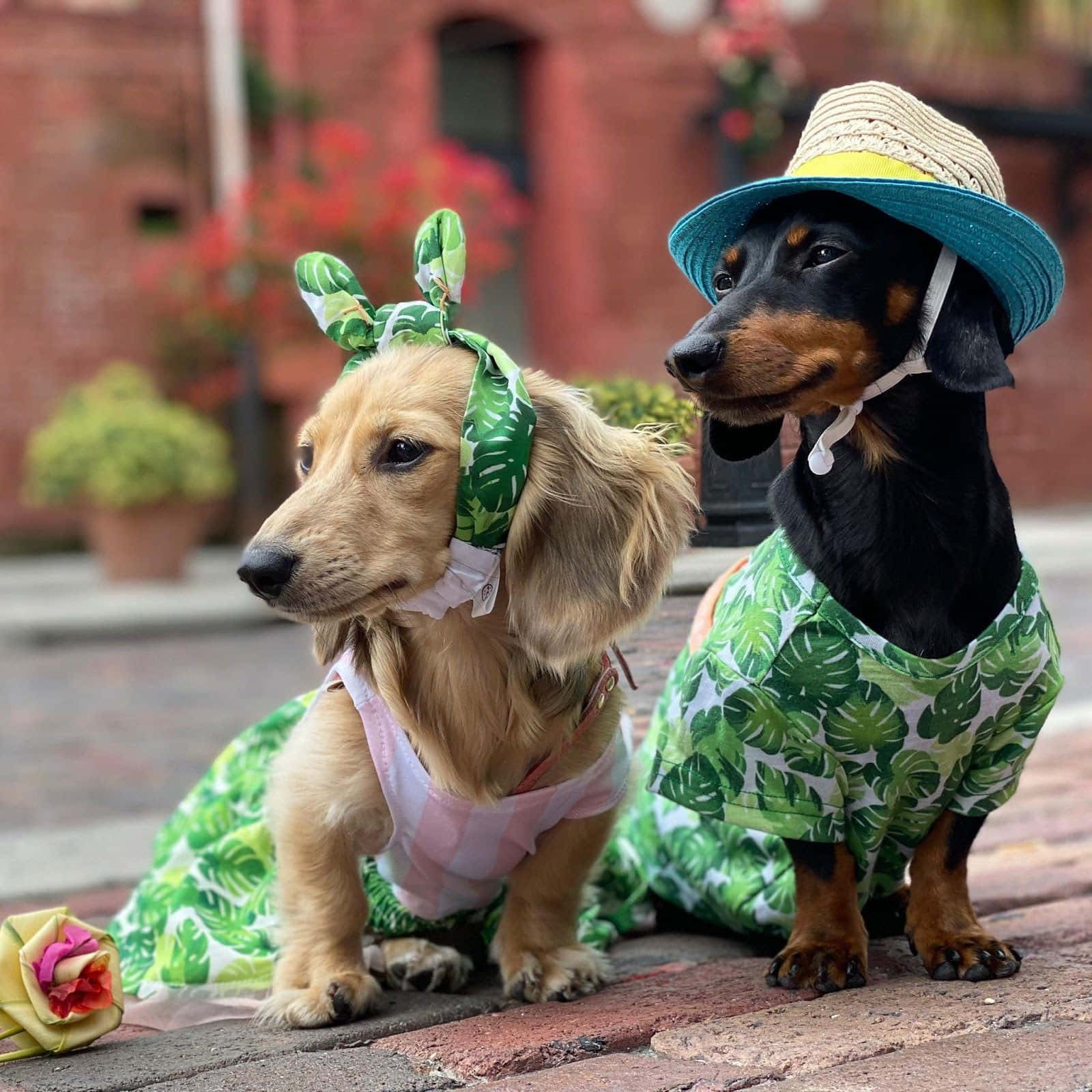 Dachshund, tropical outfits, brick sidewalk, HD Desktop Wallpaper