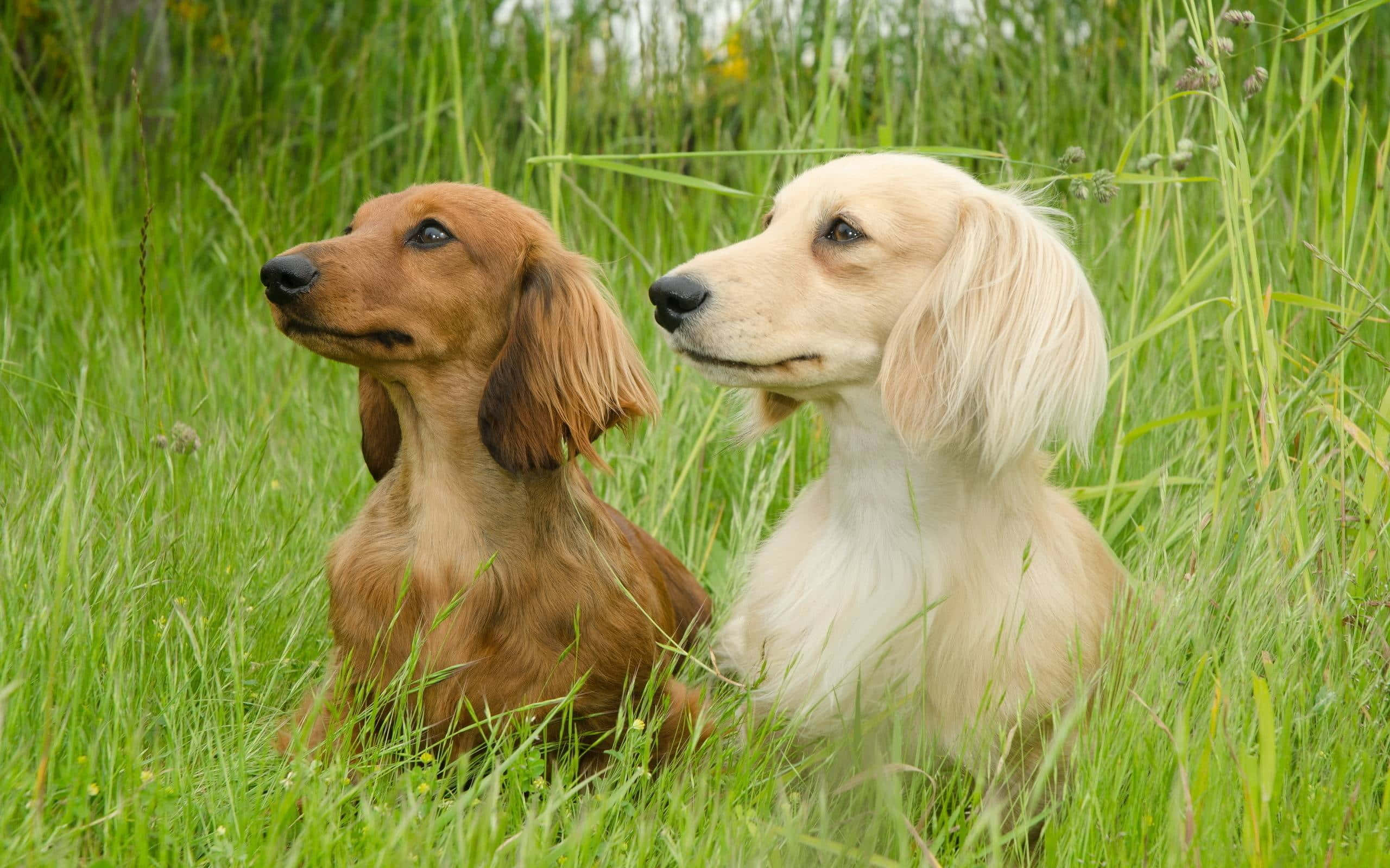 Red and Brown Dachshund, long-haired dachshunds, tall green grass, 2K Desktop Wallpaper