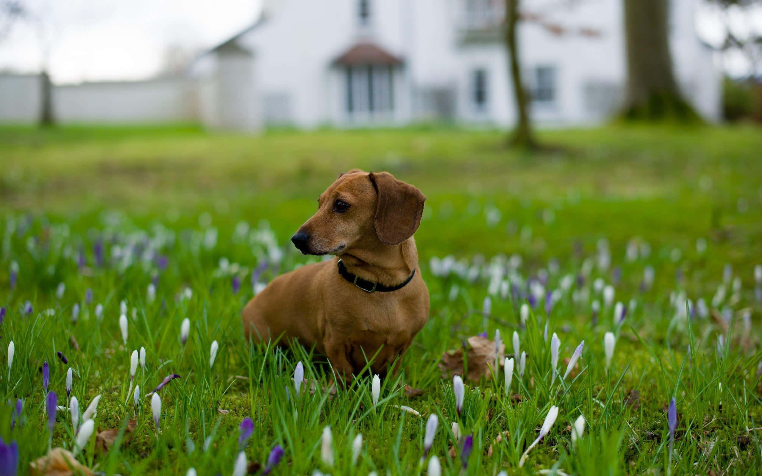 dachshund, vibrant green field, purple crocus flowers, 2K Desktop Wallpaper