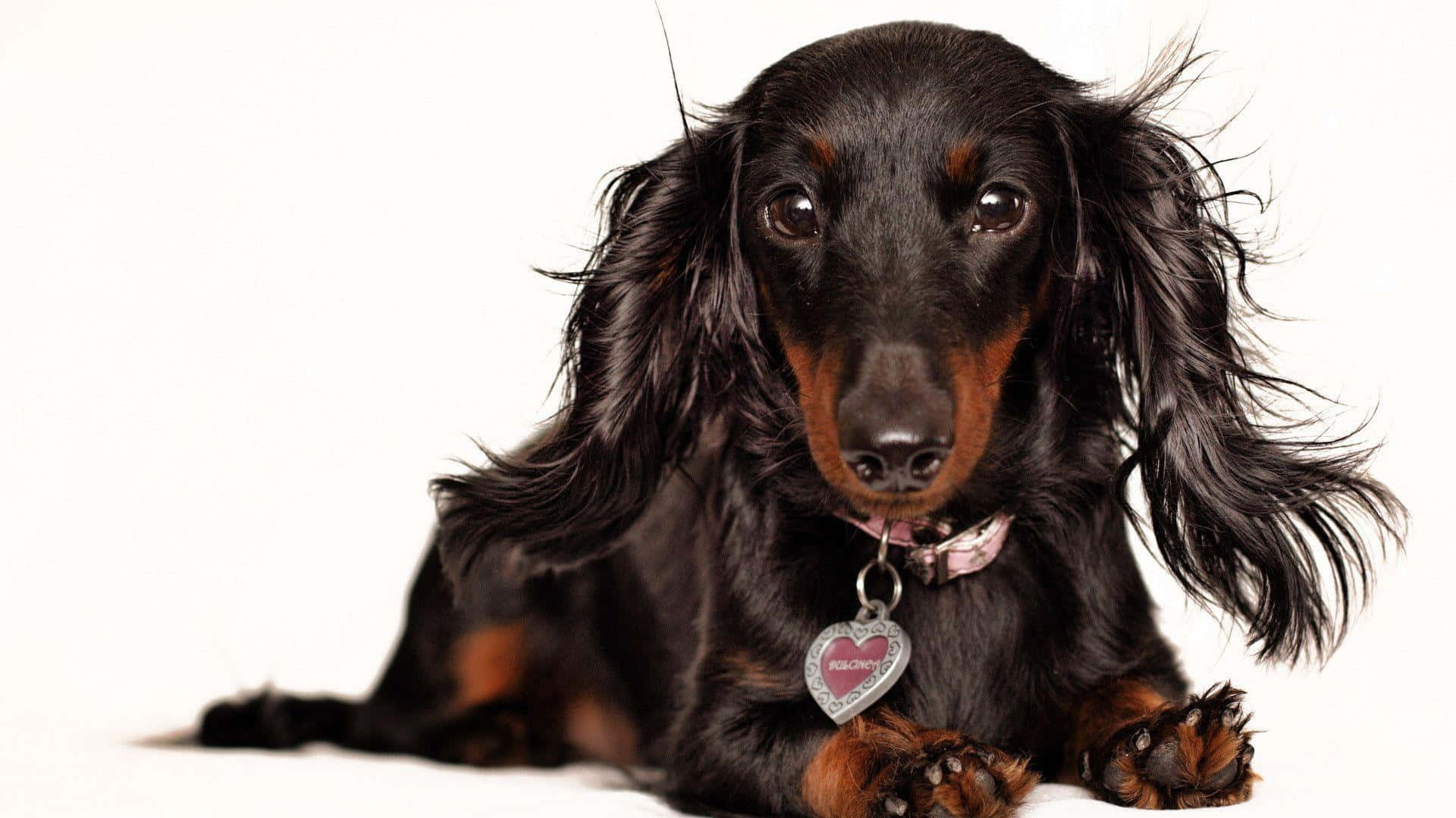 dachshund, black and tan, long floppy ears, Full HD Desktop Wallpaper