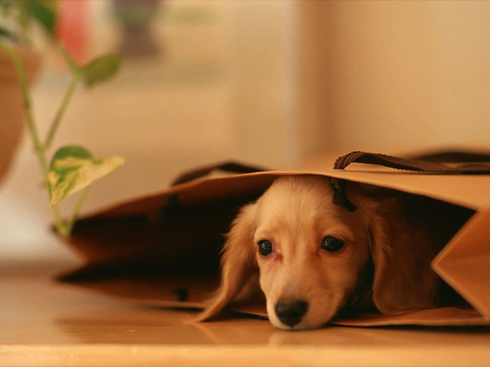 dachshund, brown paper bag, wooden surface, HD Desktop Wallpaper
