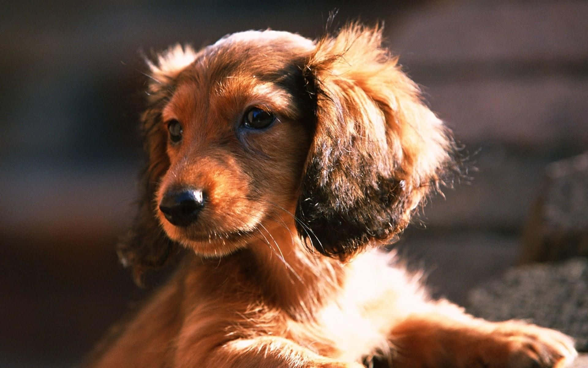 dachshund, fluffy, reddish-brown, Full HD Desktop Wallpaper