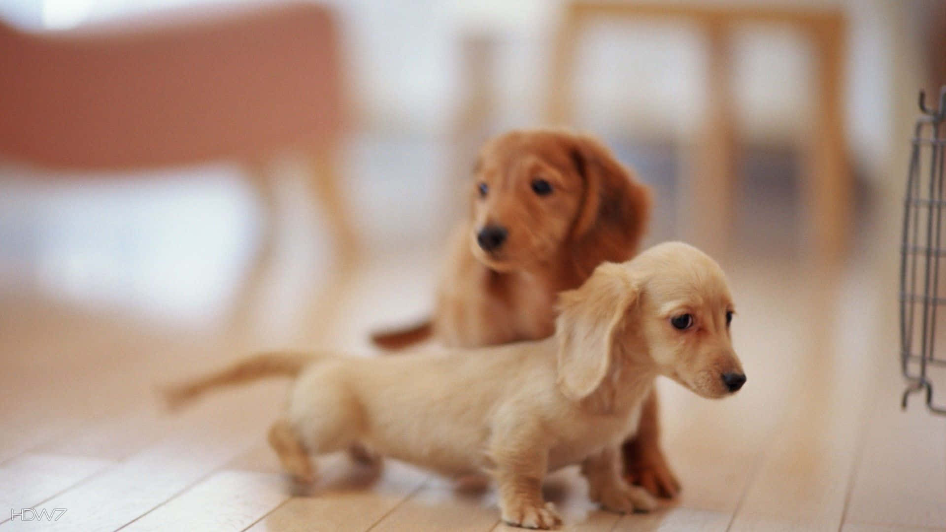dachshund, tan fur, light wooden floor, Full HD Desktop Wallpaper