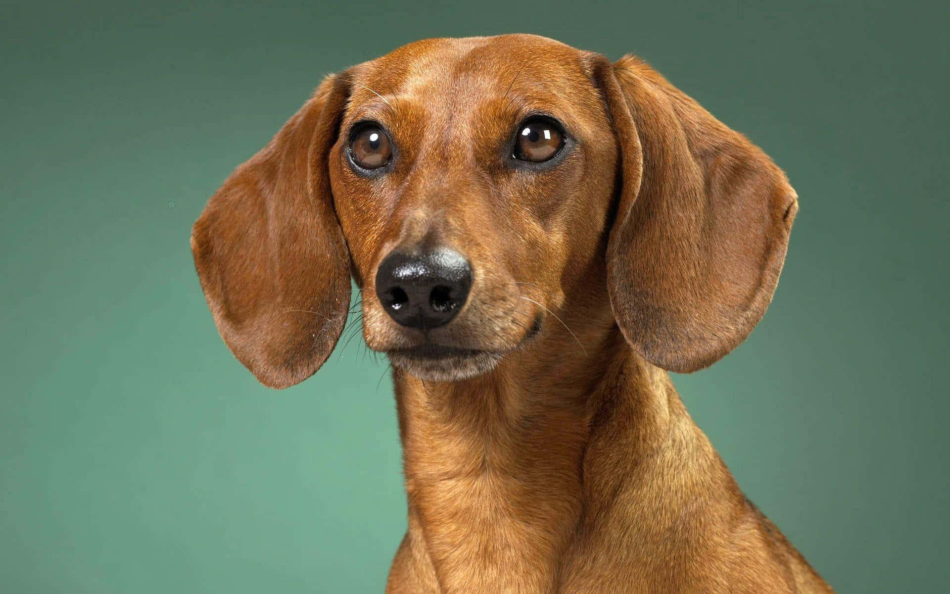 dachshund, brown, large floppy ears, Full HD Desktop Wallpaper
