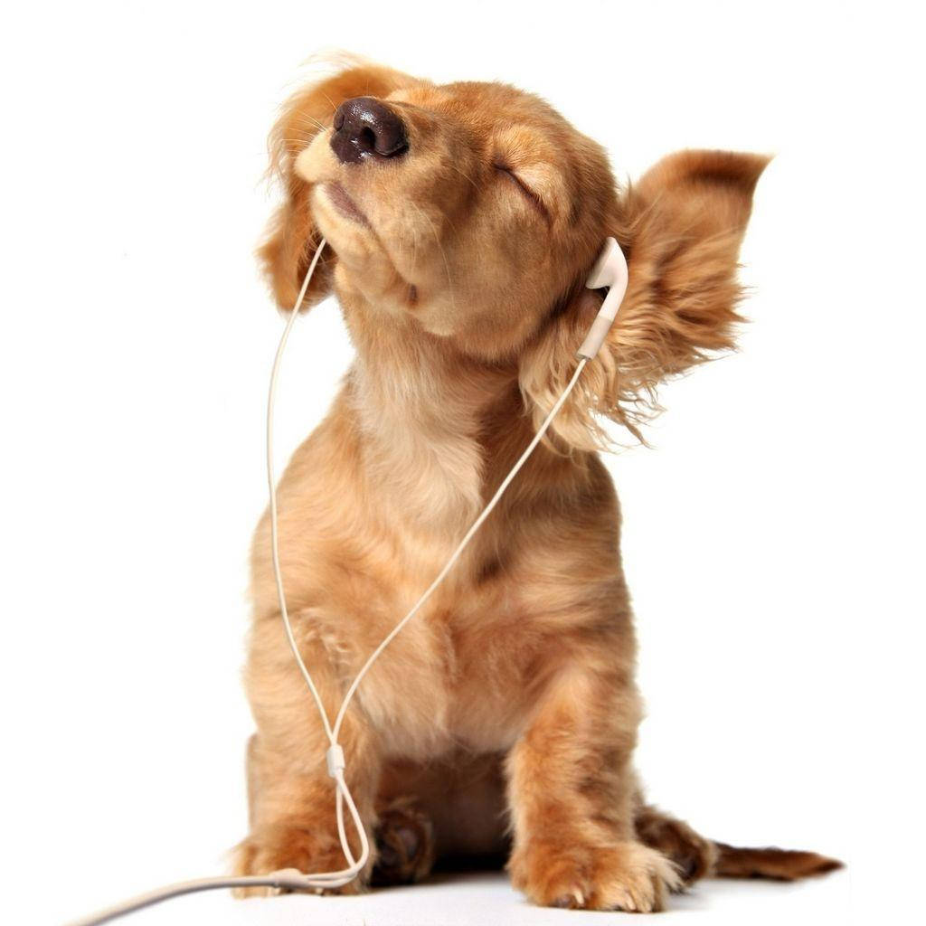 dachshund, fluffy brown dog, white earbuds, SD Desktop Wallpaper