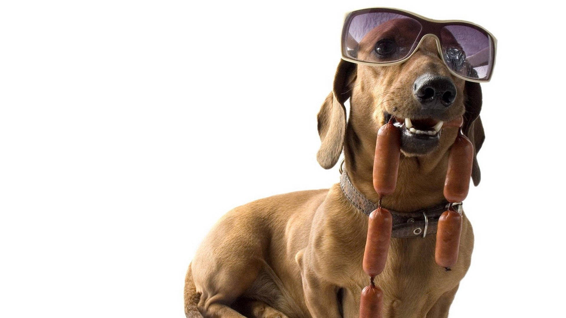 dachshund, oversized sunglasses, sausage chain, Full HD Desktop Wallpaper