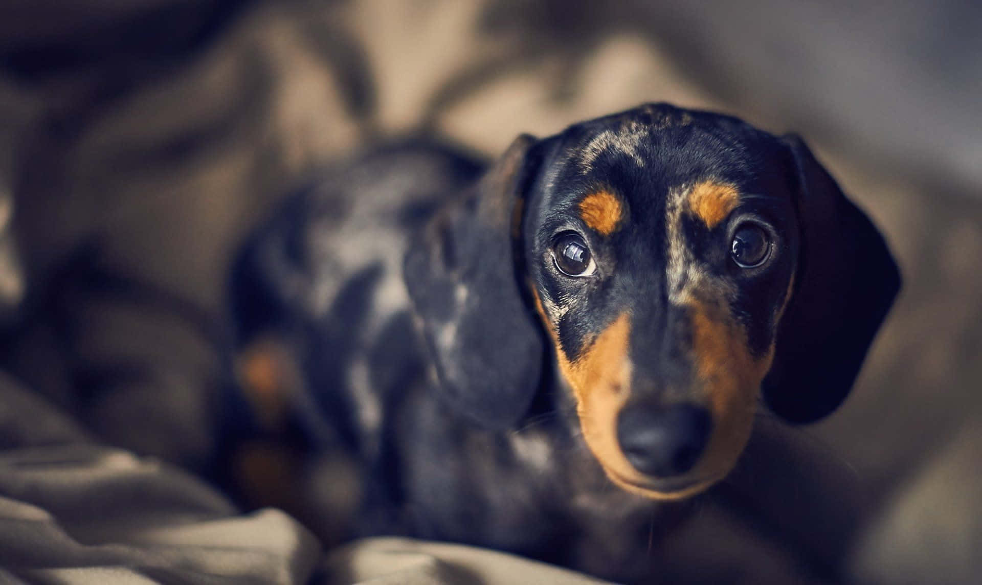 dachshund, black and tan, big soulful eyes, Full HD Desktop Wallpaper