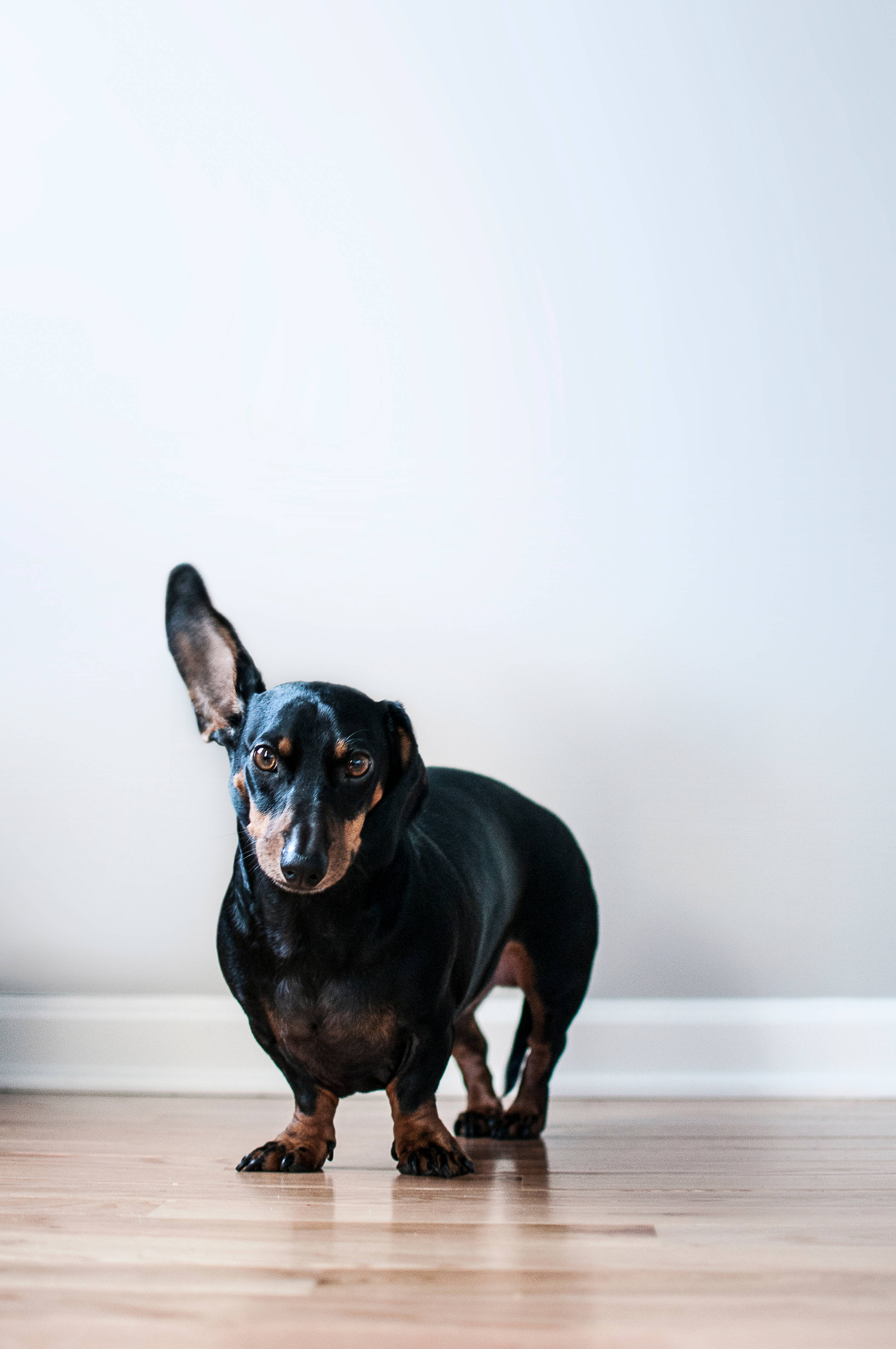 black and tan dachshund, light wood floor, plain white wall, 4K Phone Wallpaper