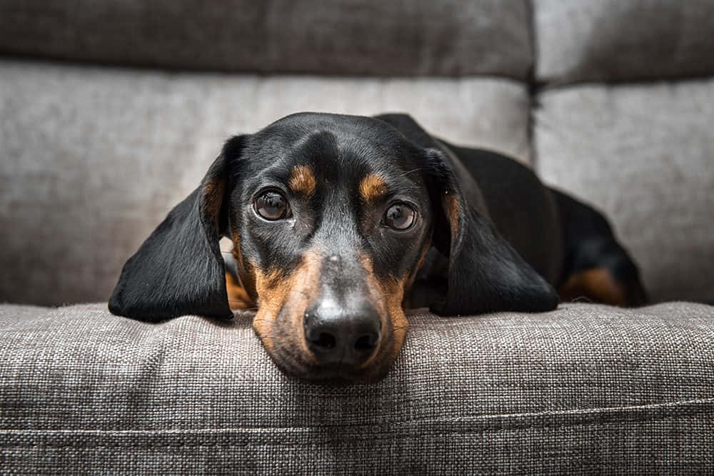 black and tan dachshund, gray textured couch, soulful eyes, SD Desktop Wallpaper