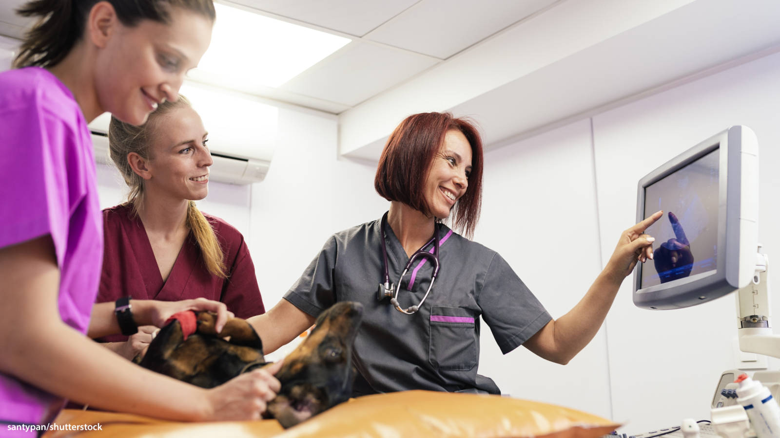 veterinarians, dachshund, exam table, HD Desktop Wallpaper