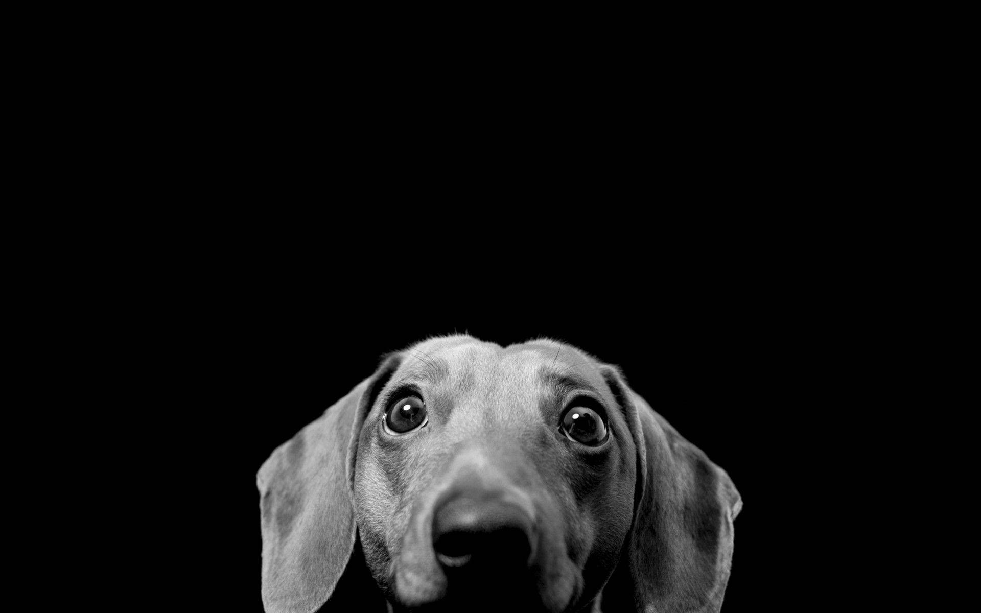 dachshund, black and white portrait, wide-eyed face, Full HD Desktop Wallpaper