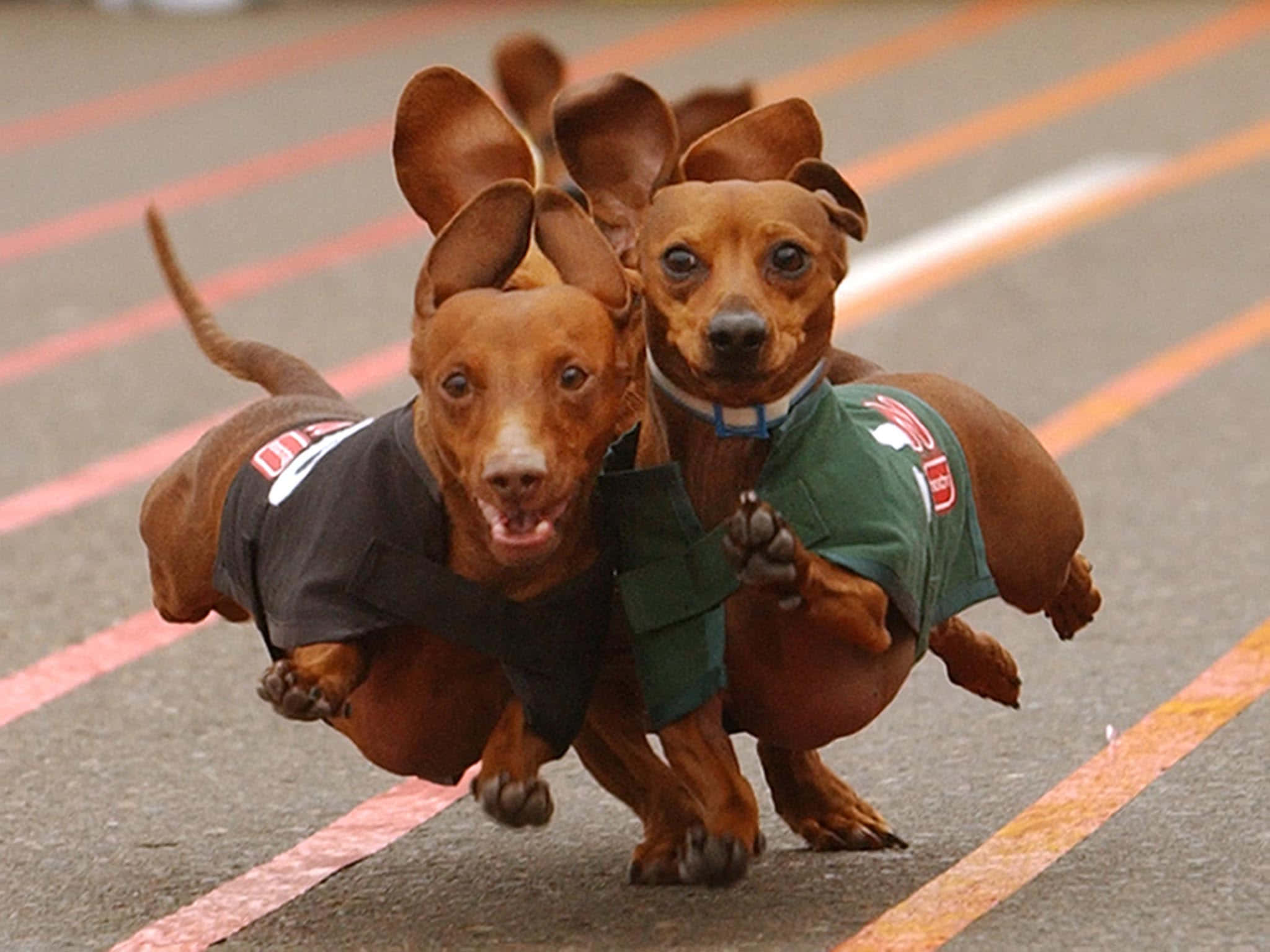 dachshund, racing outfits, asphalt track, Full HD Desktop Wallpaper