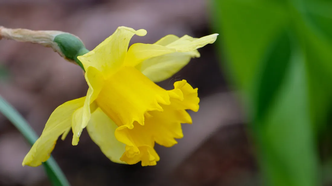 Daffodil Wallpapers