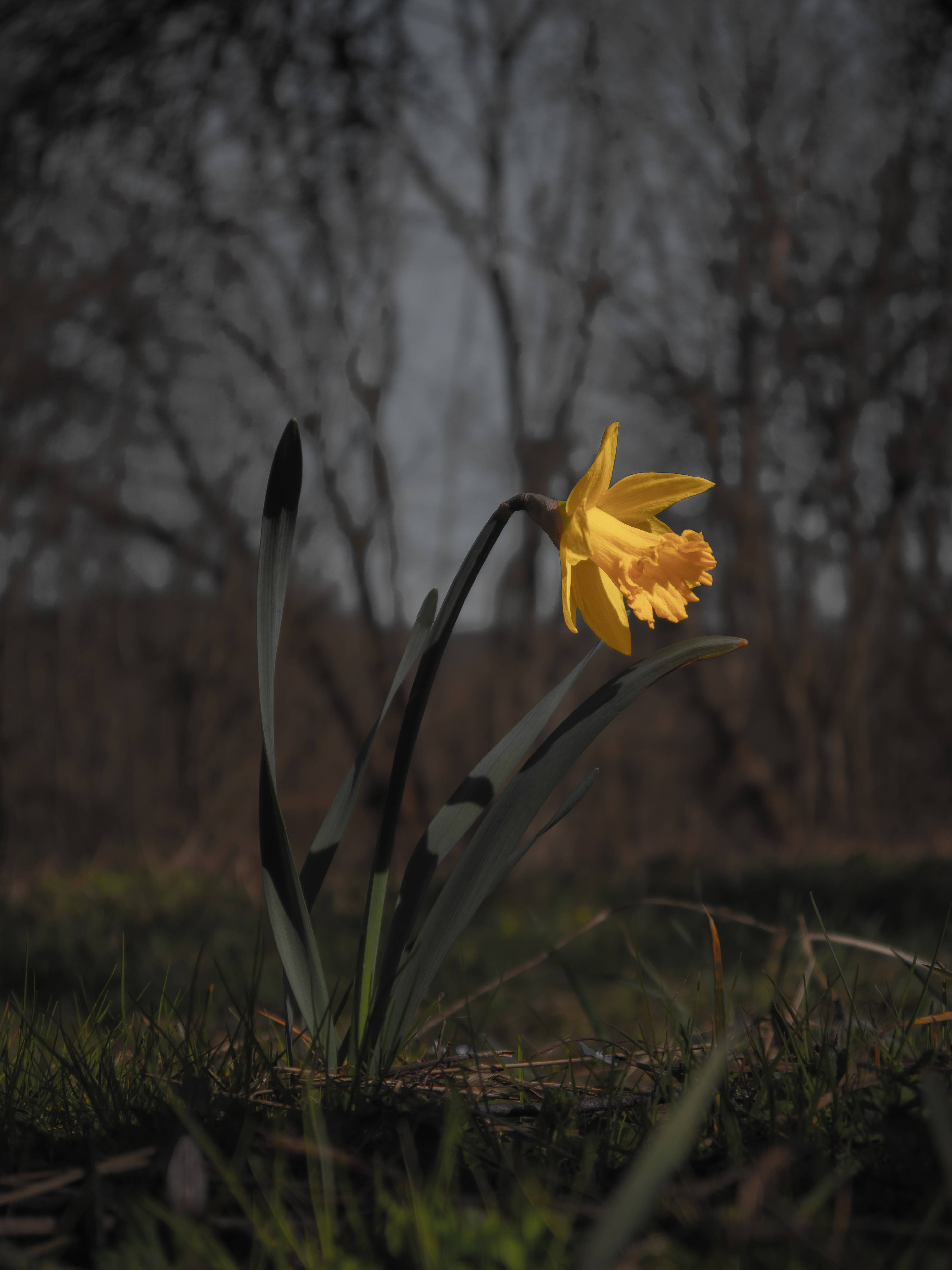 daffodil, yellow, dusk, 5K Phone Wallpaper