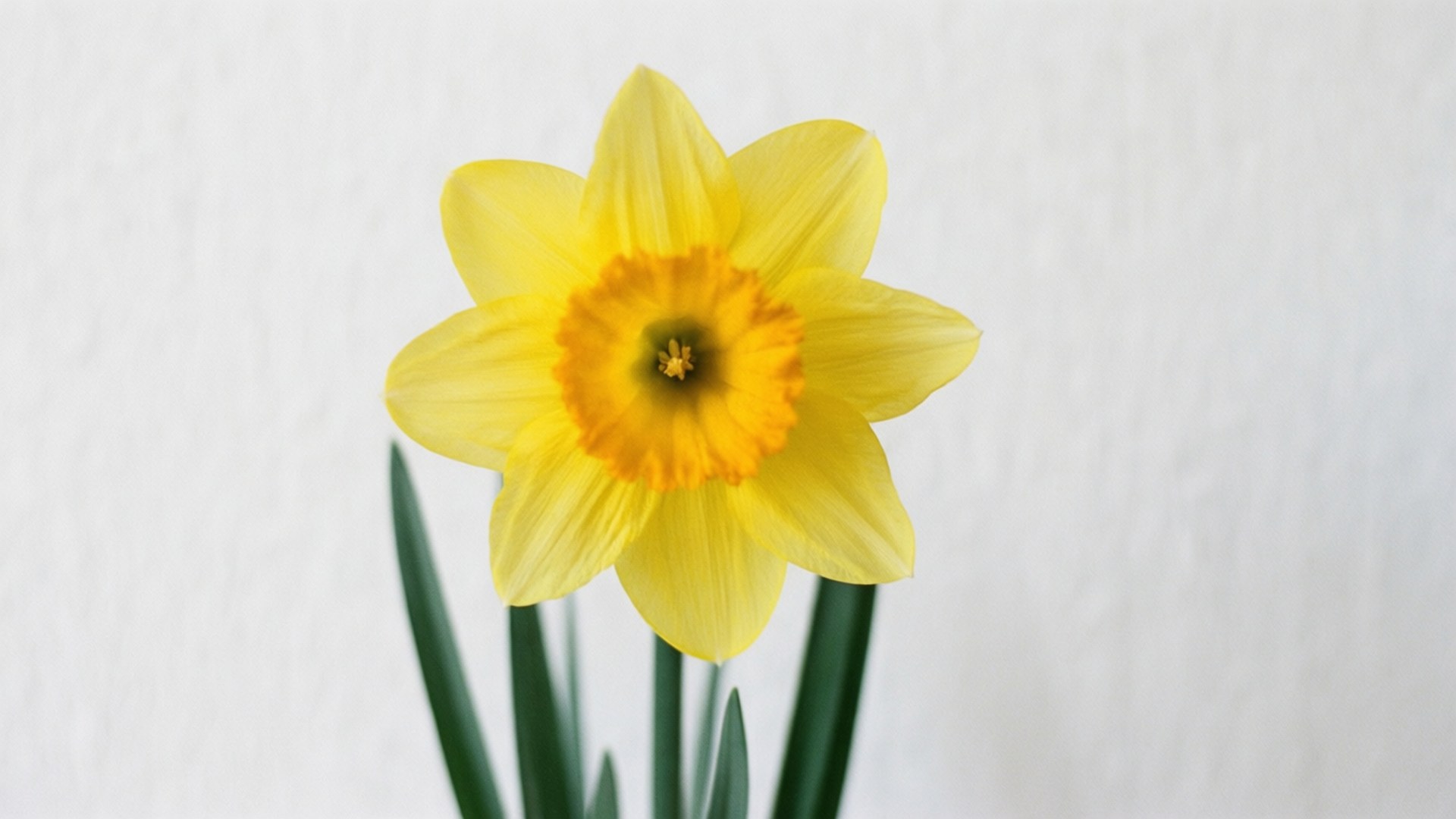 minimalist daffodil, vibrant yellow daffodil, deep orange center, Full HD Desktop Wallpaper
