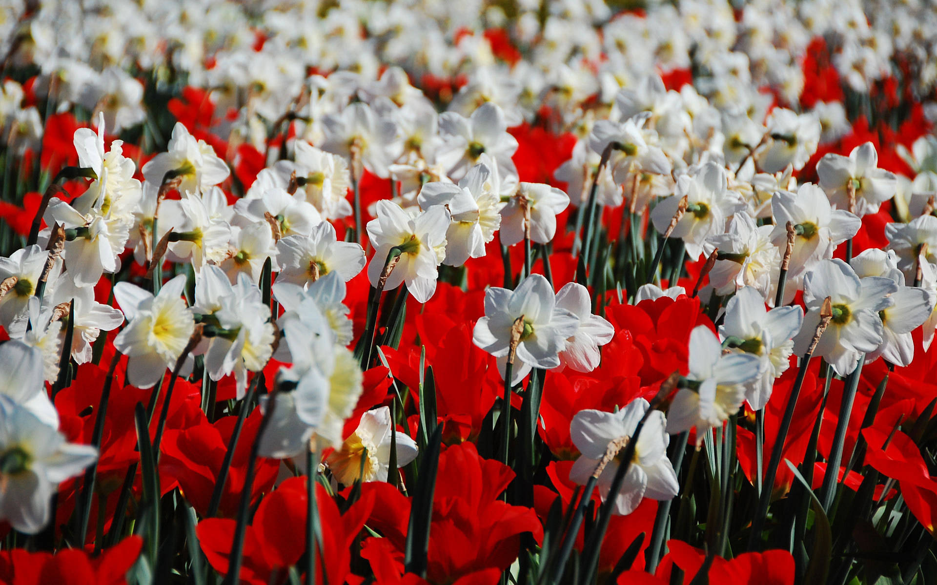 daffodils, red tulips, white daffodils, Full HD Desktop Wallpaper
