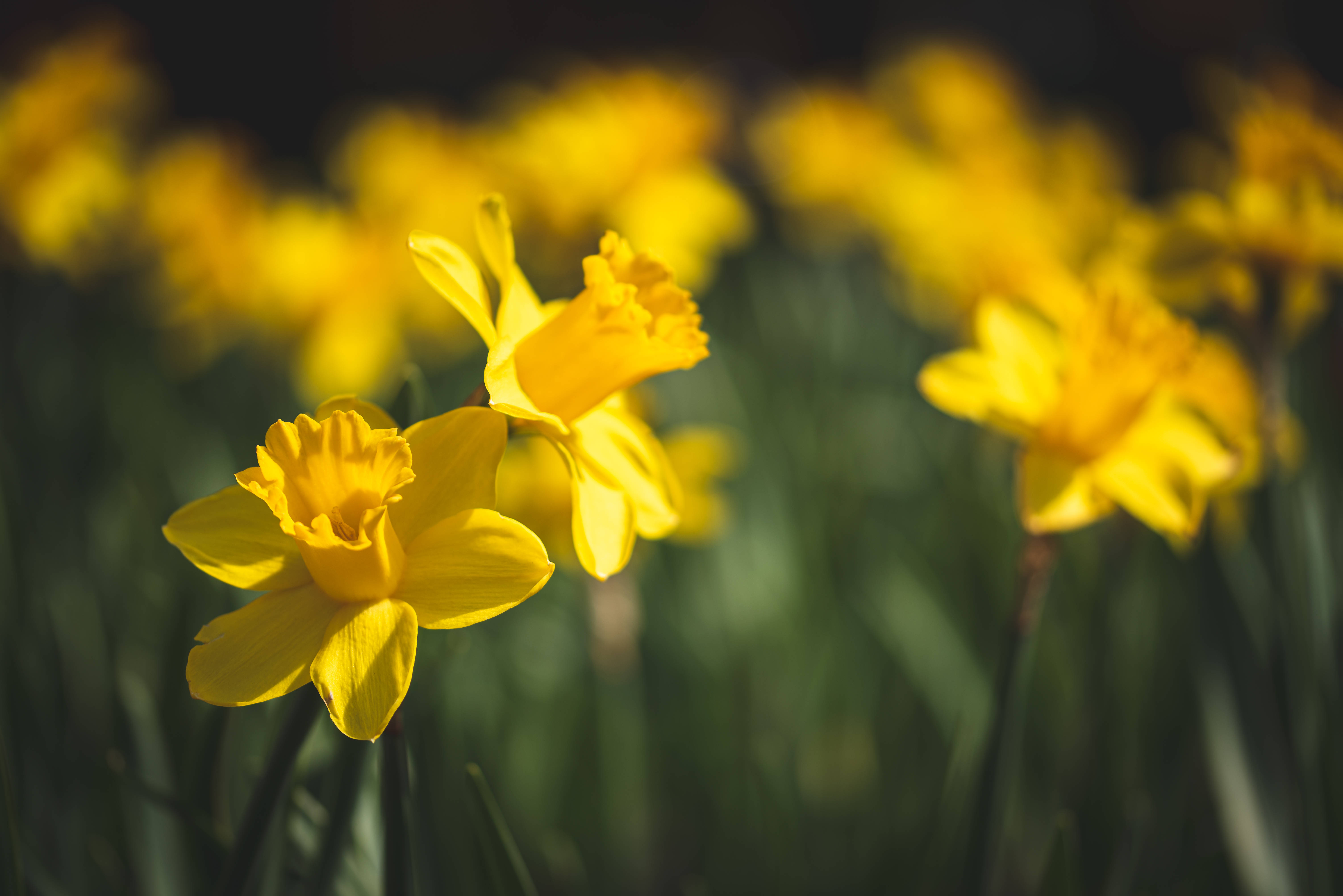 yellow daffodils, daytime, warm sunlight, 5K Desktop Wallpaper
